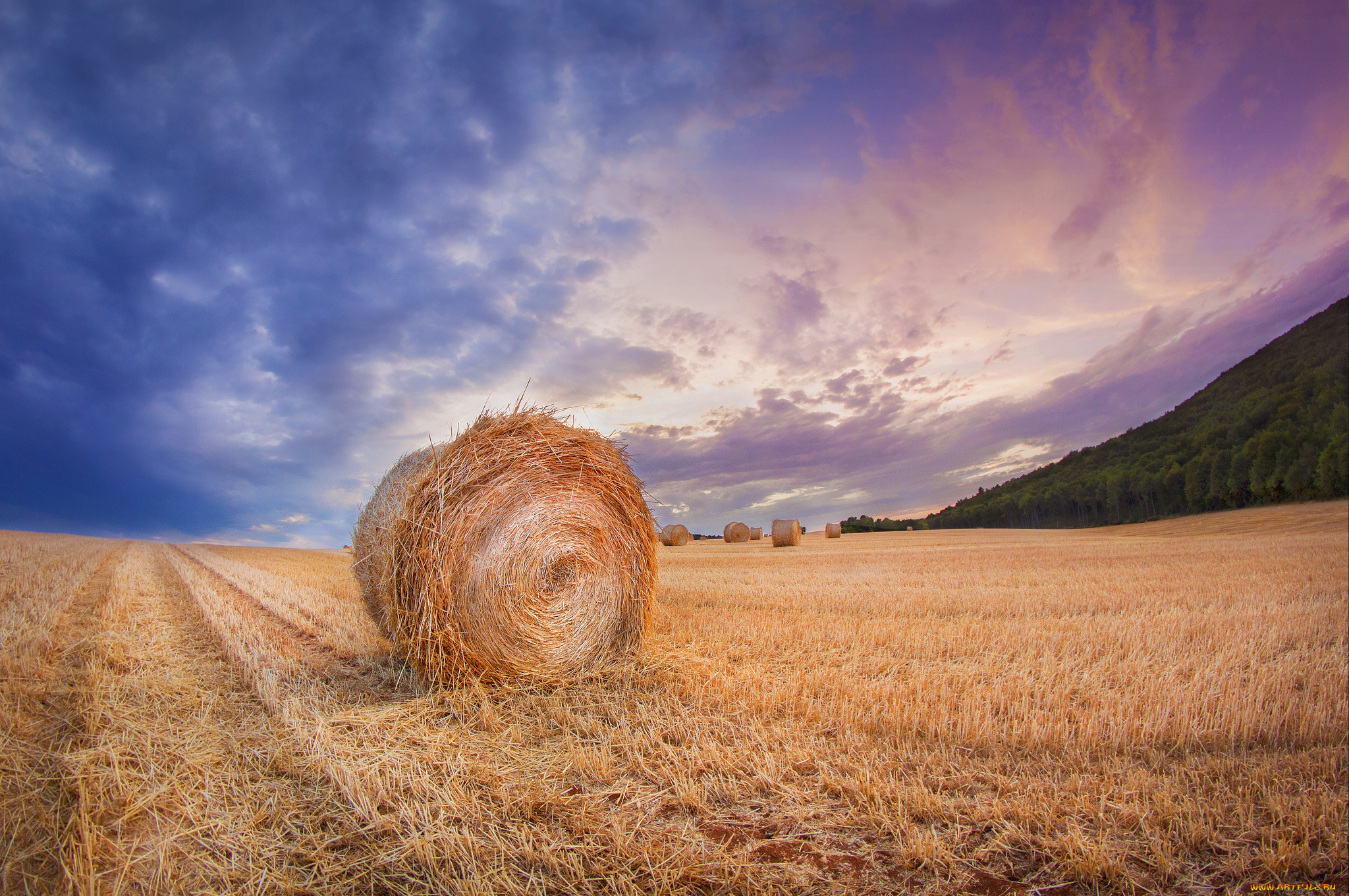 природа, поля, простор