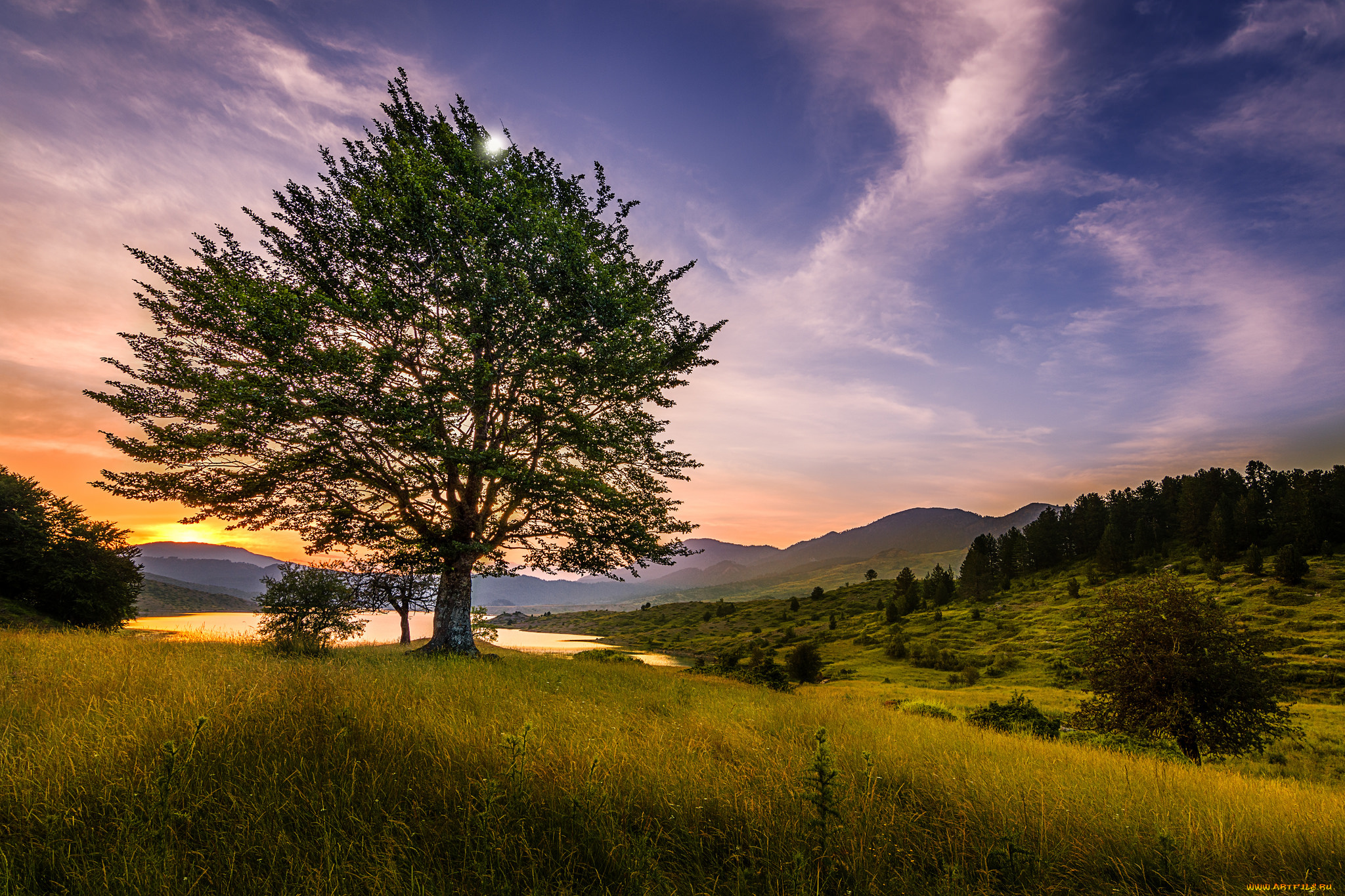 природа, деревья, простор