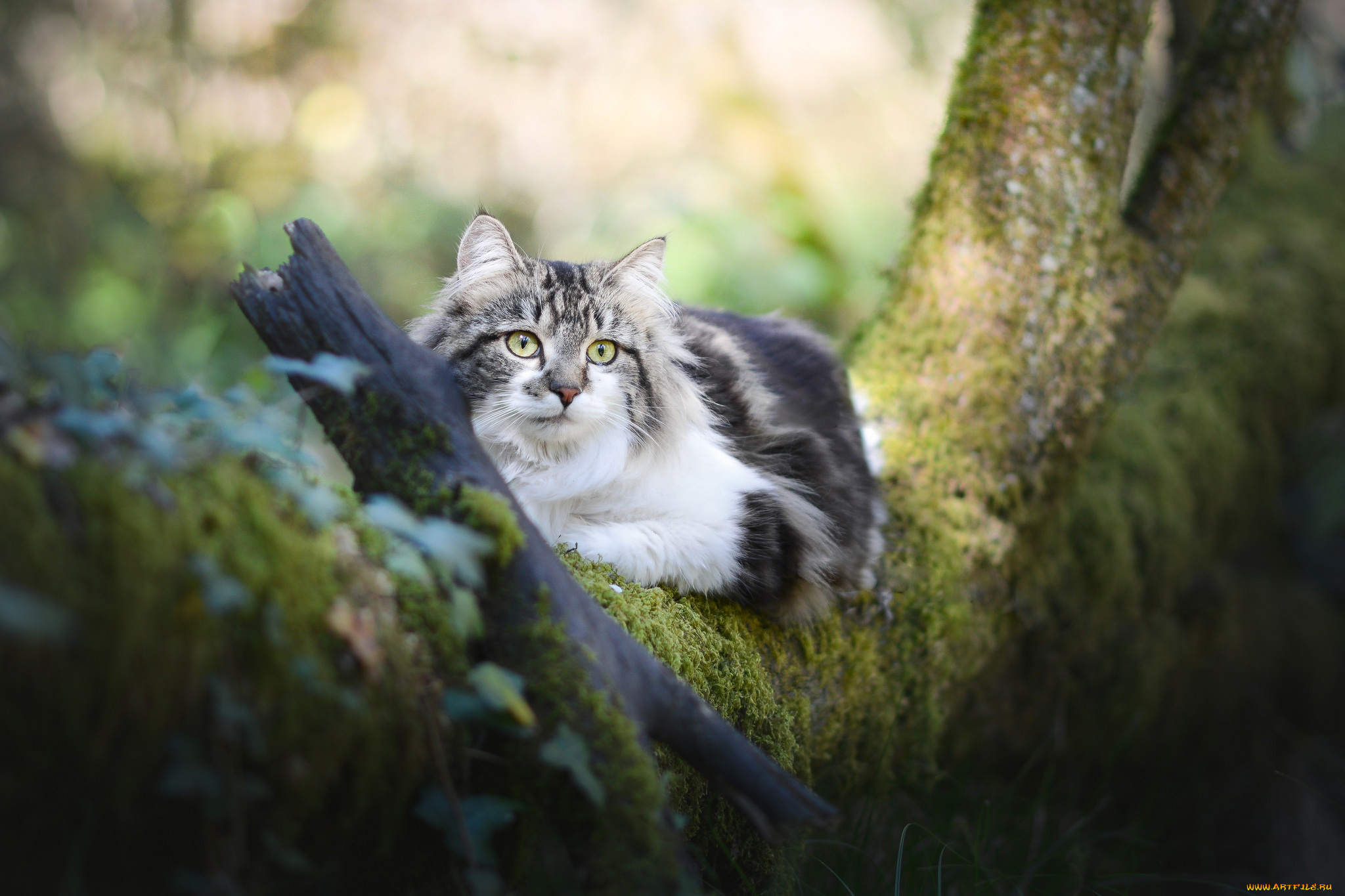 животные, коты, ствол