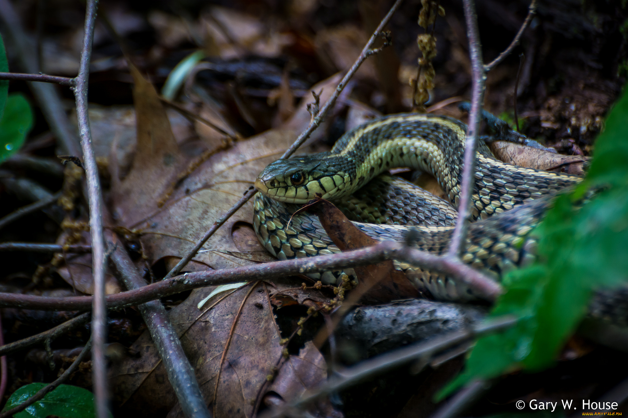 животные, змеи, , питоны, , кобры, змея