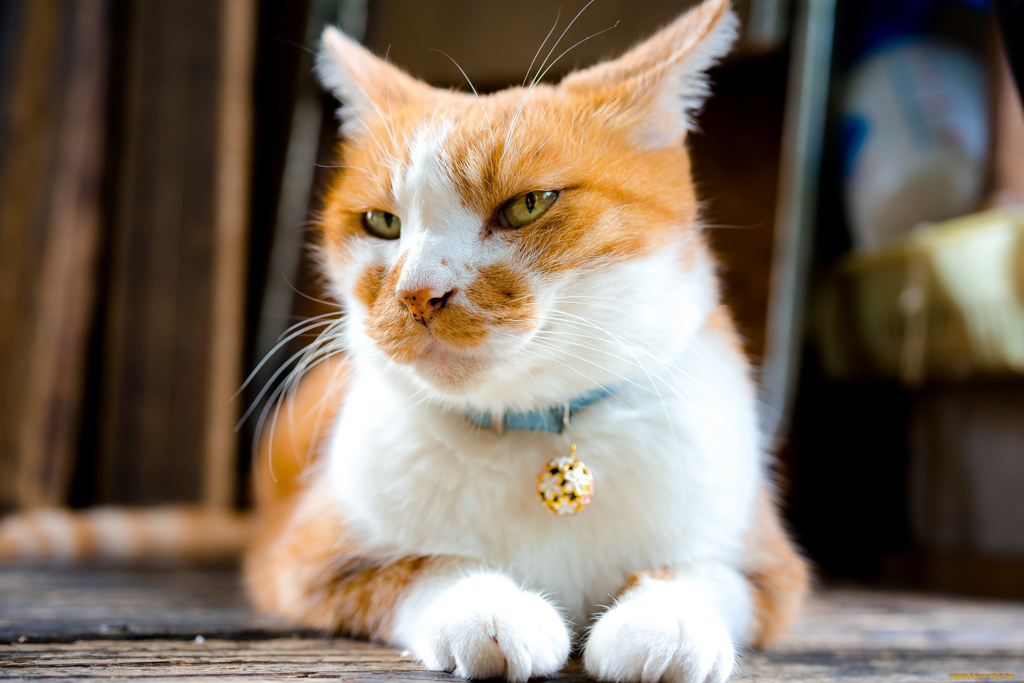 животные, коты, ошейник