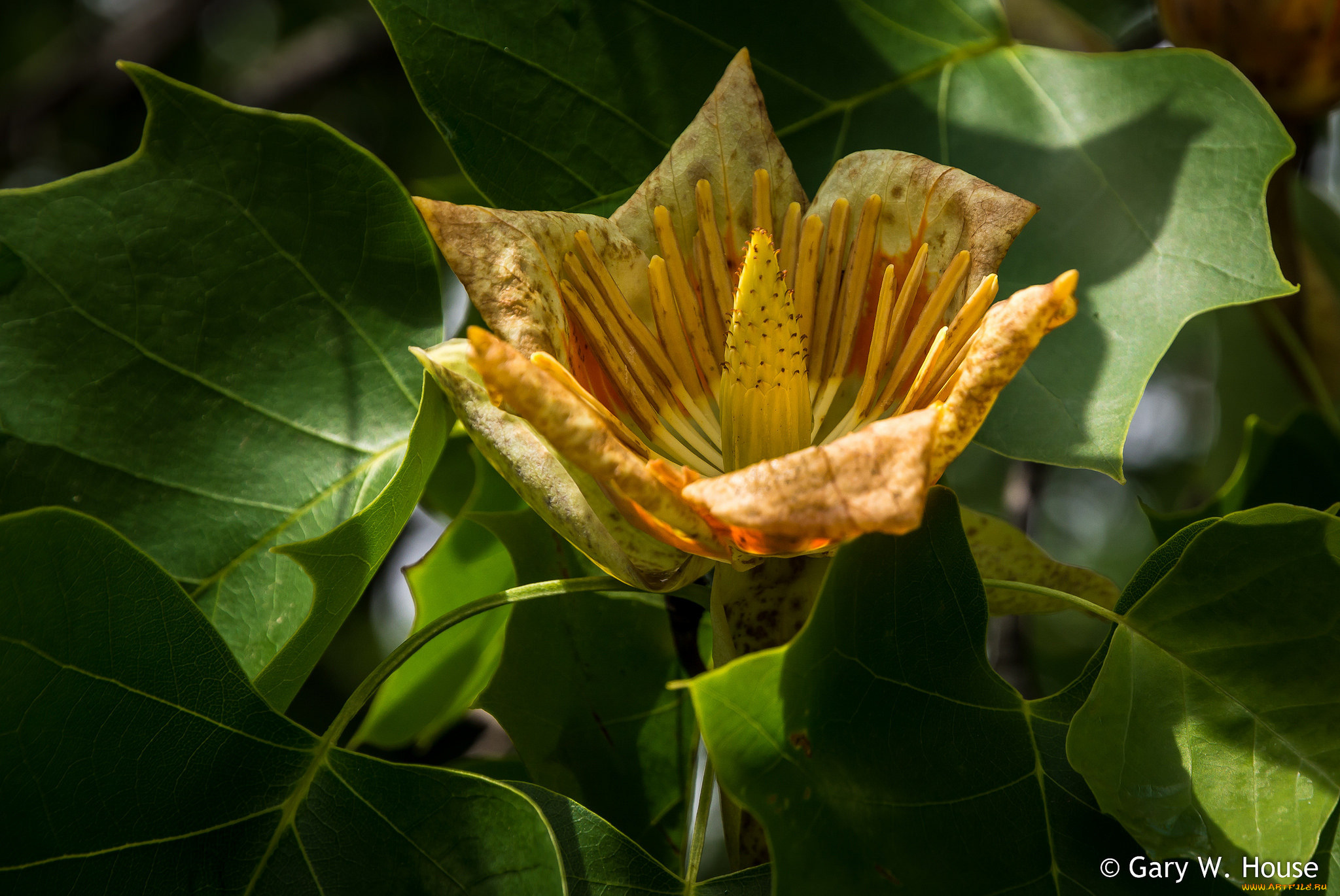 цветы, тюльпановое, дерево, , лириодендрон, жёлтый