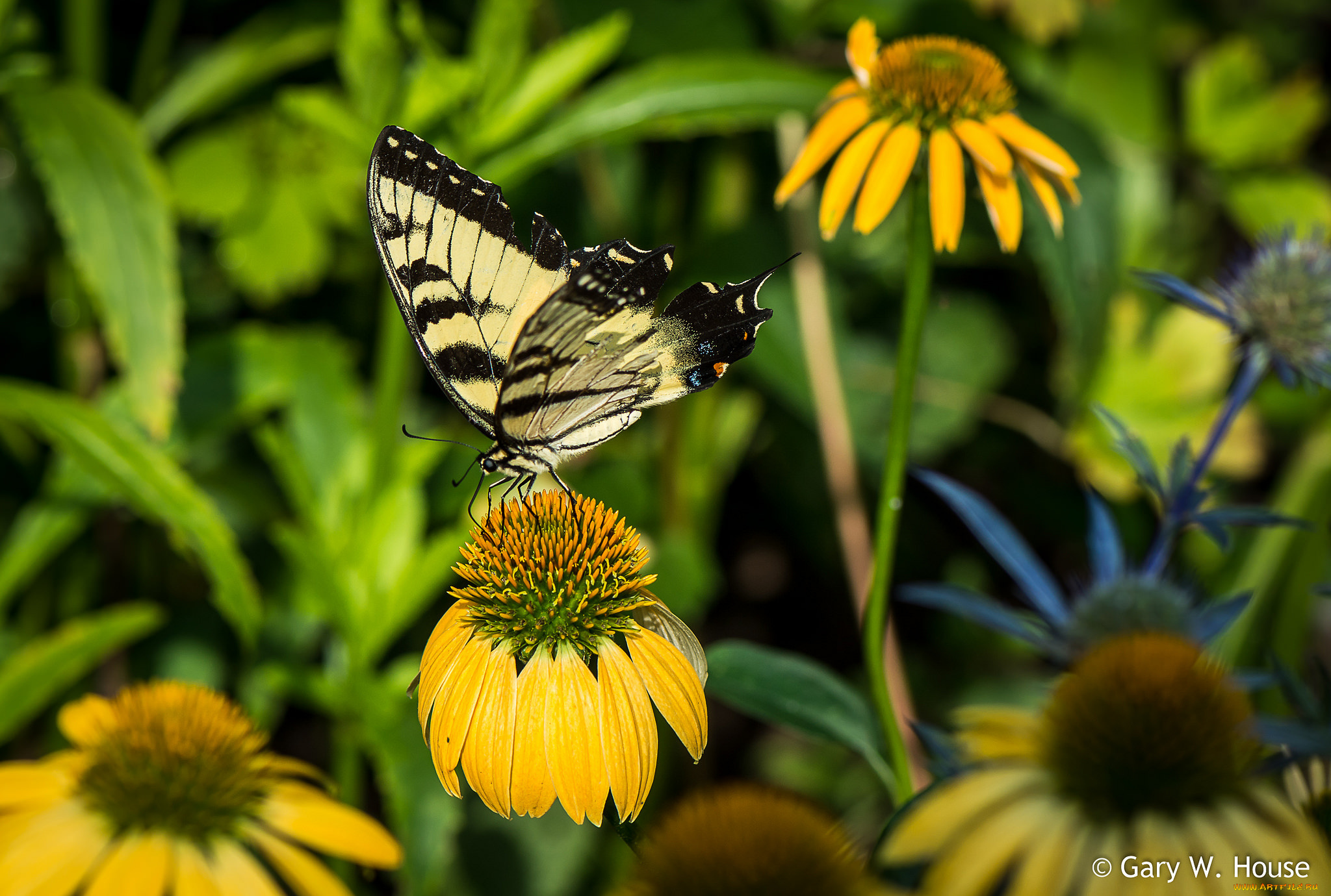 животные, бабочки, , мотыльки, , моли, бабочка