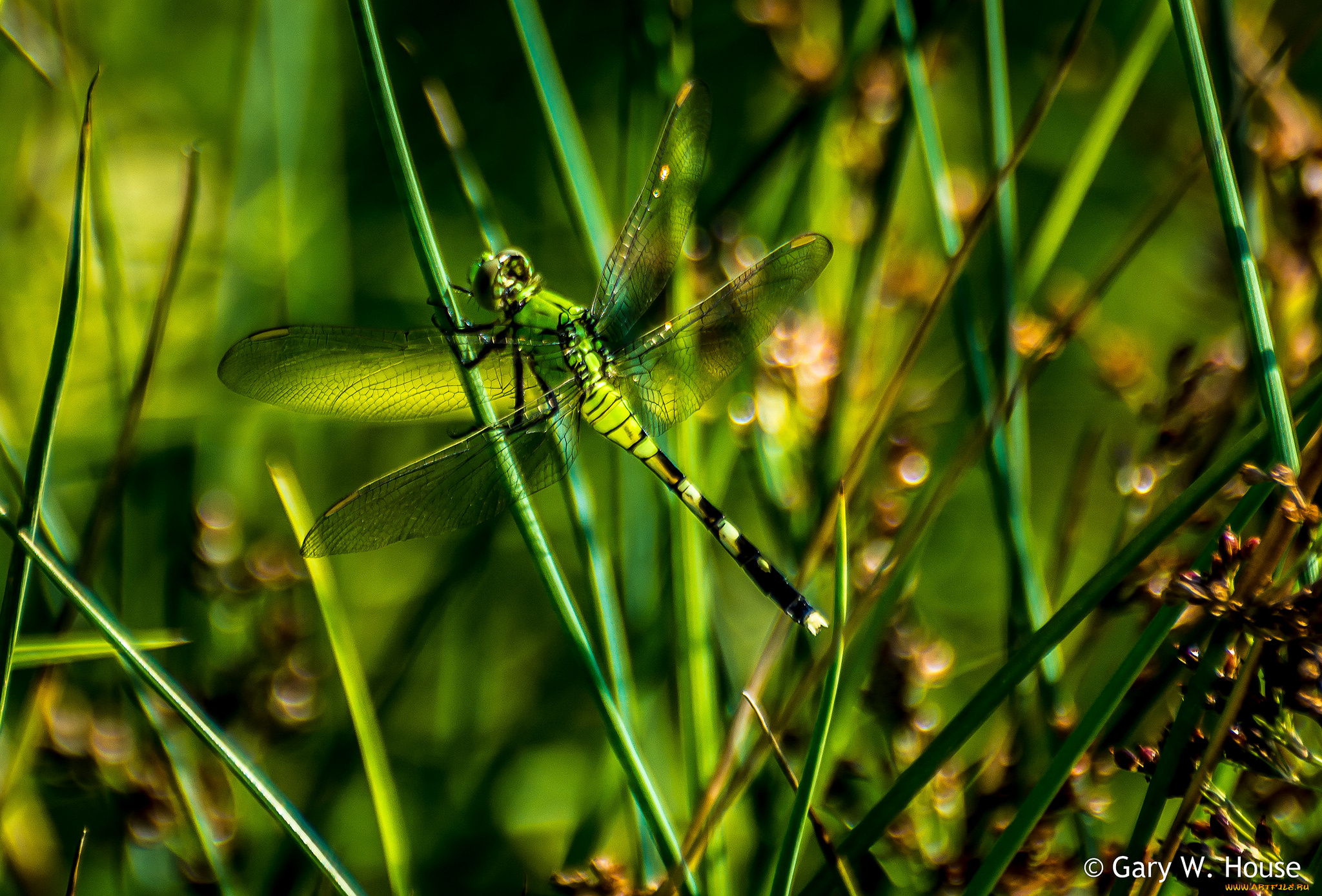 животные, стрекозы, стрекоза