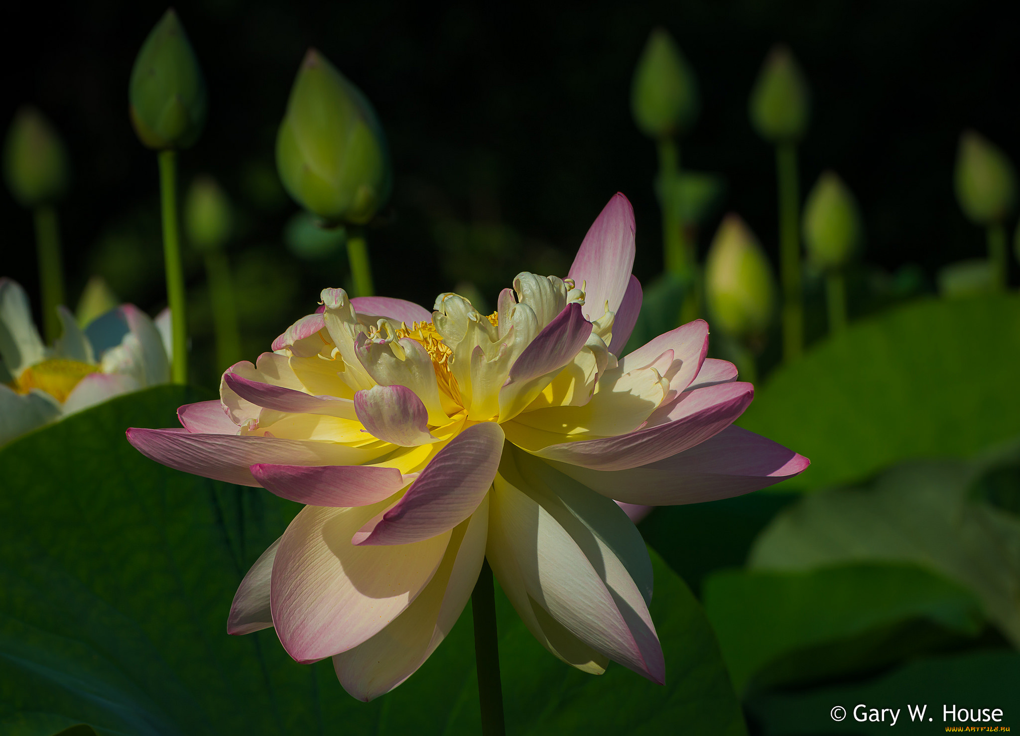 цветы, лотосы, лотос