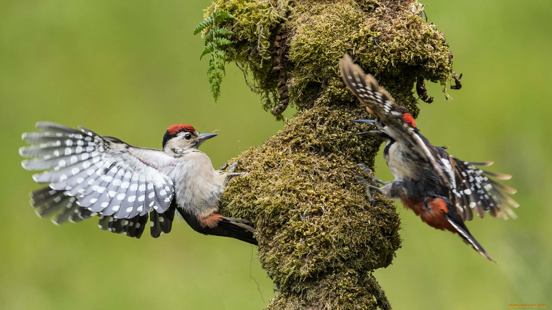 животные, дятлы, птичка