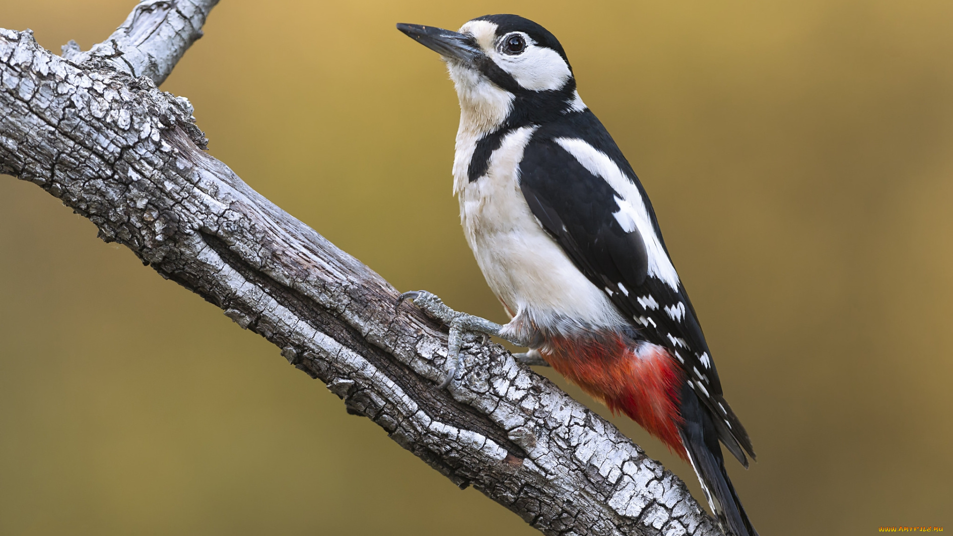 животные, дятлы, птичка