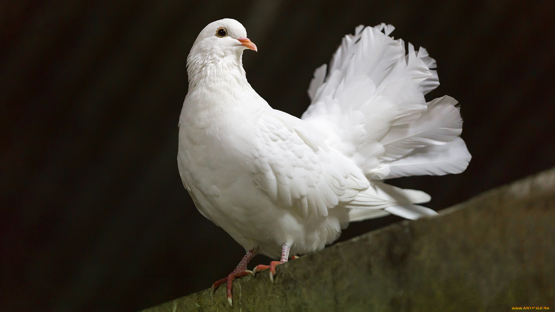 животные, голуби, птичка