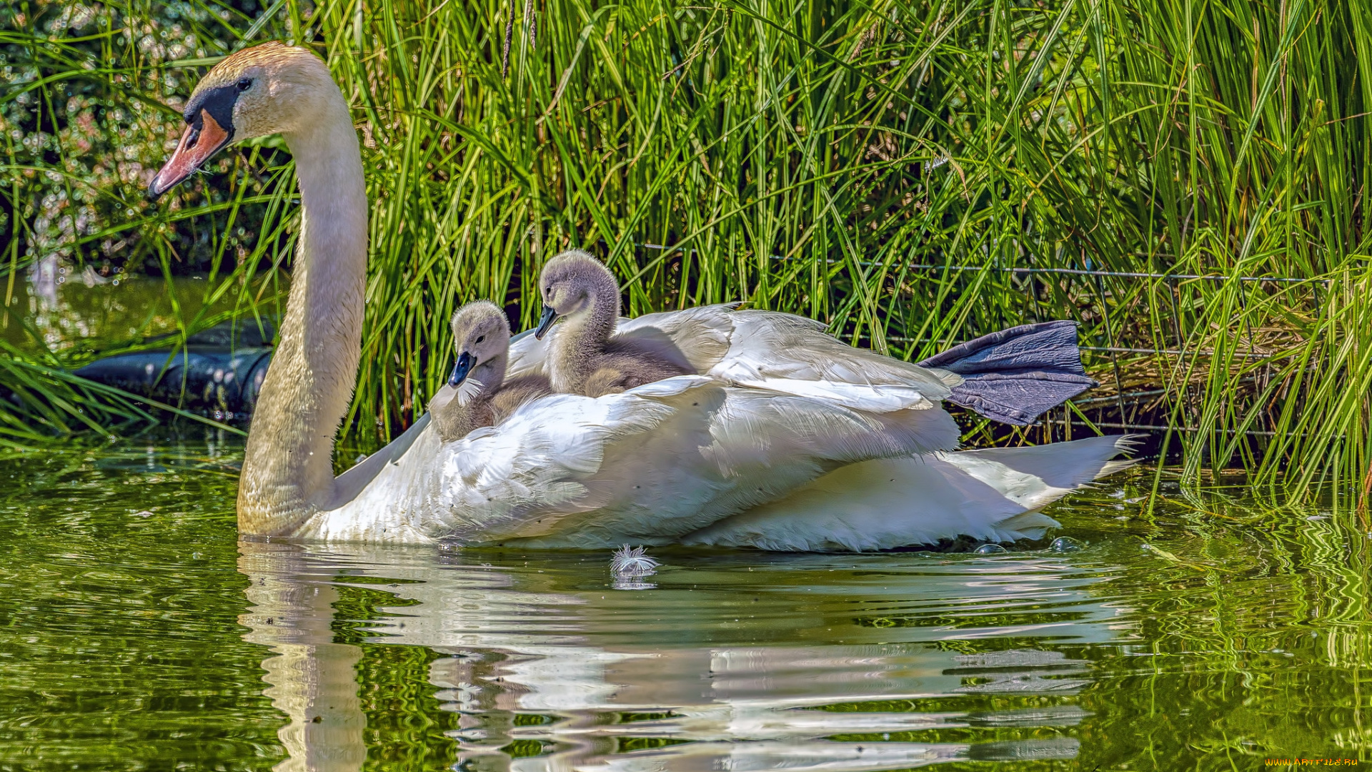 животные, лебеди, птичка