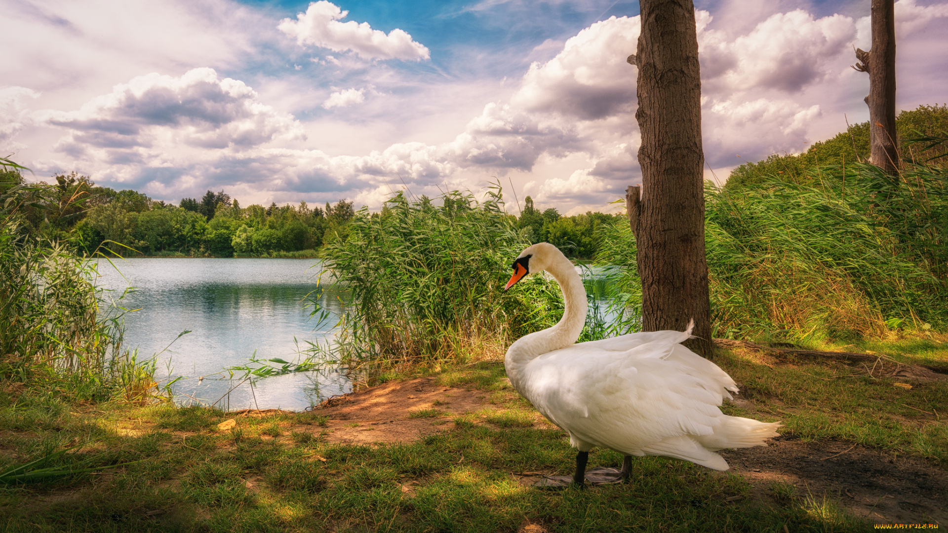 животные, лебеди, птичка
