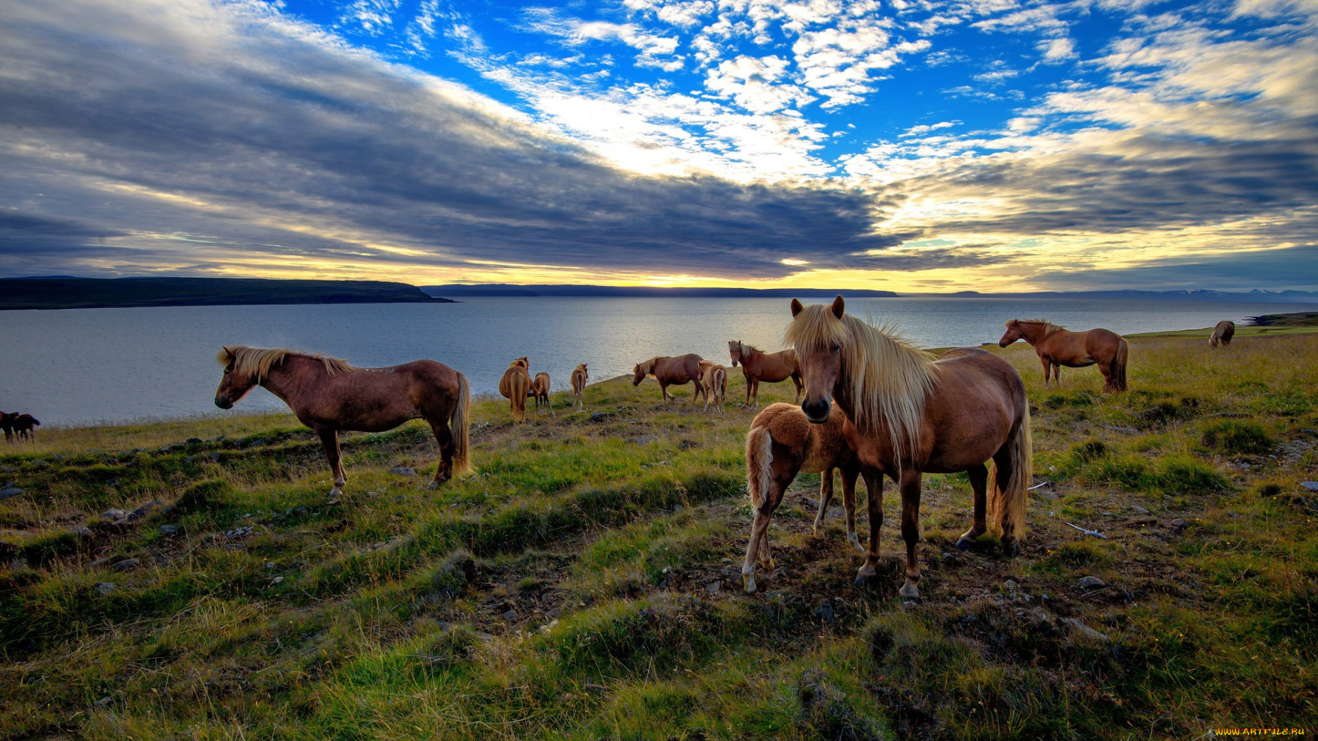 животные, лошади, гроза, воздушный, шар, дождь, молния