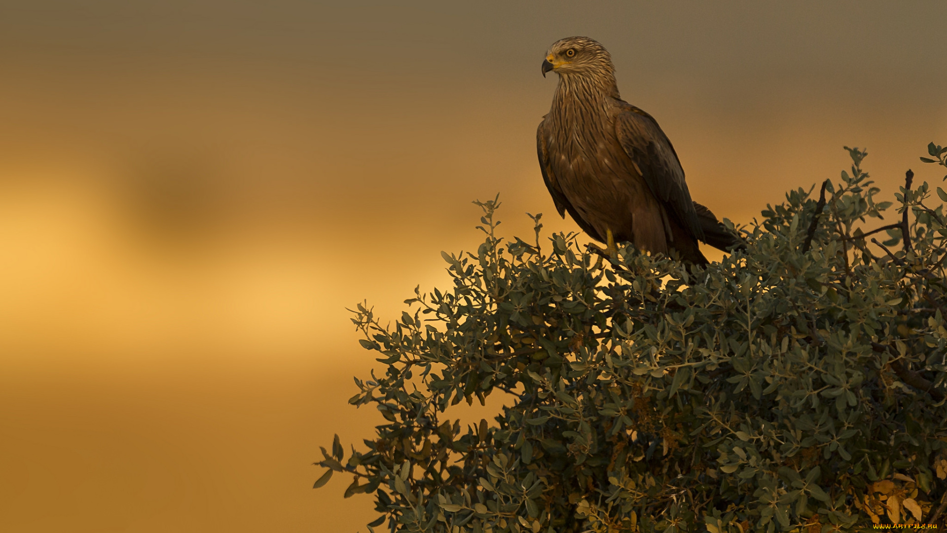 животные, птицы, -, хищники, птичка