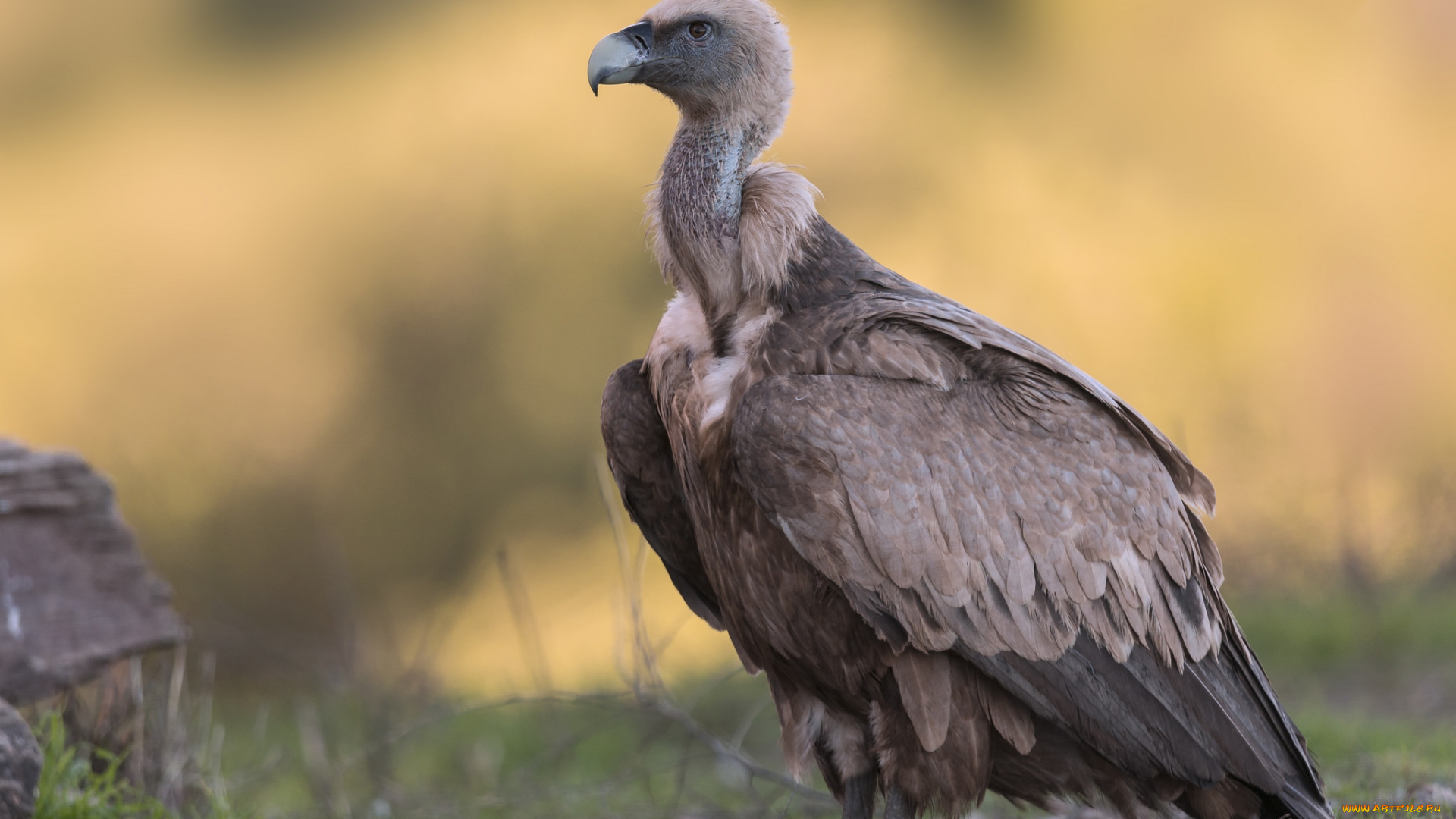 животные, птицы, -, хищники, птичка