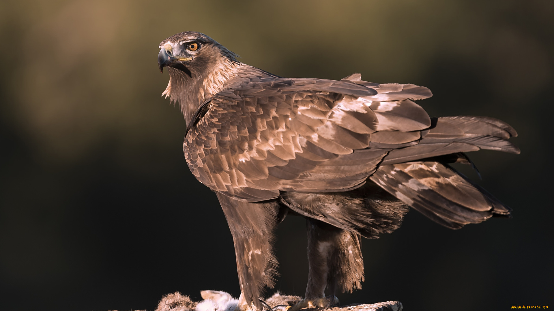 животные, птицы, -, хищники, птичка