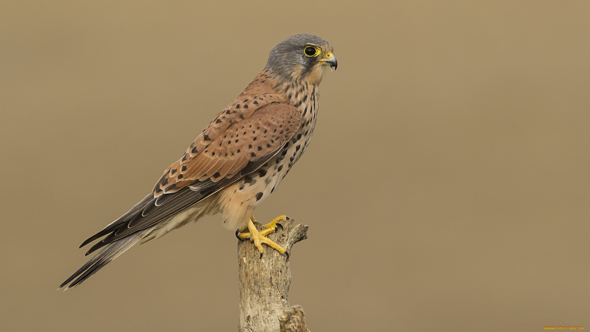 животные, птицы, -, хищники, птичка