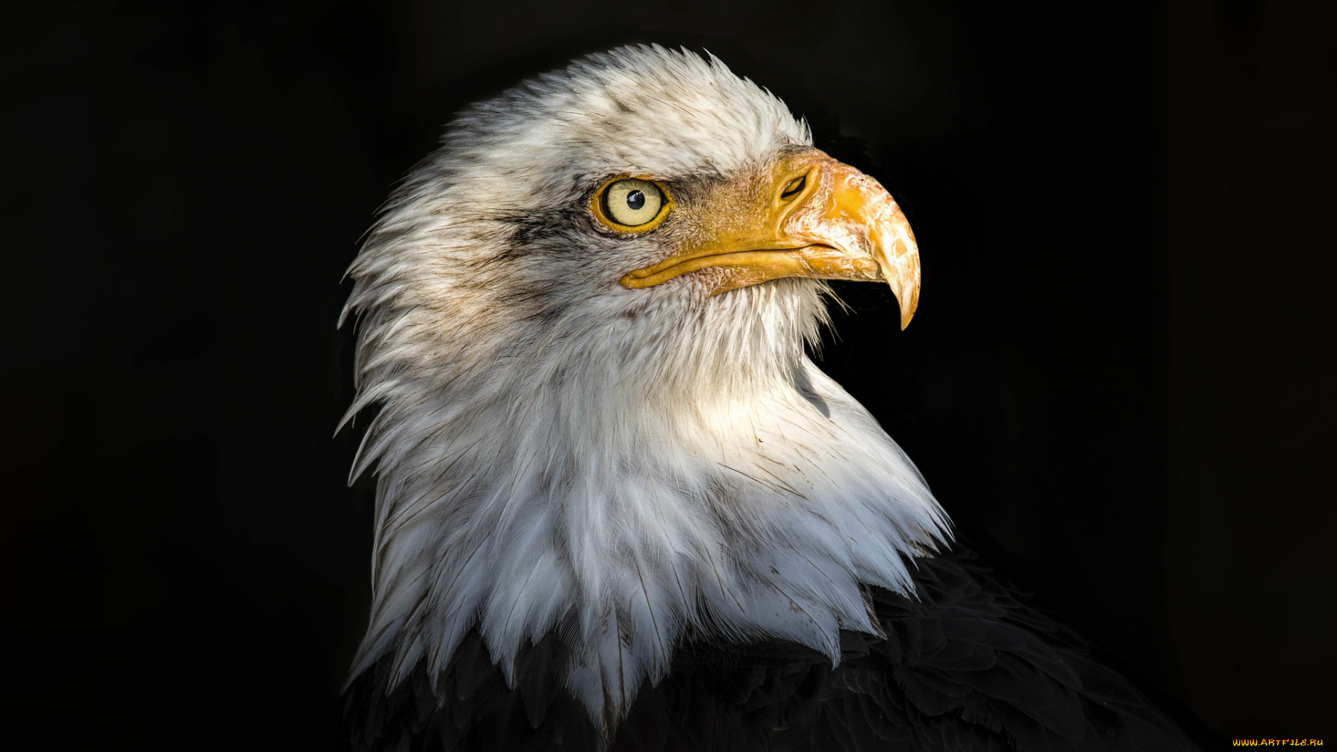 животные, птицы, -, хищники, птичка