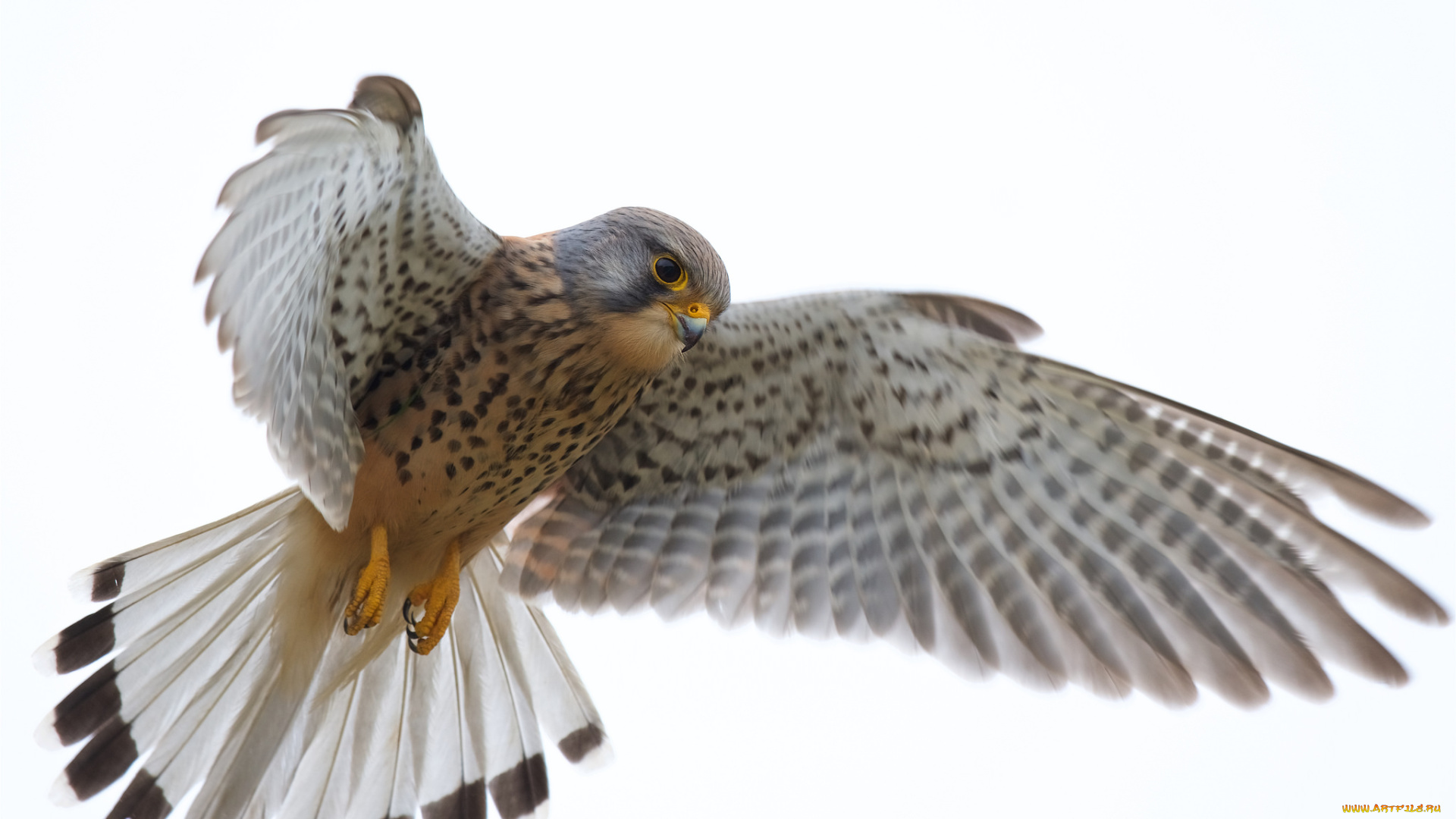 животные, птицы, -, хищники, птичка