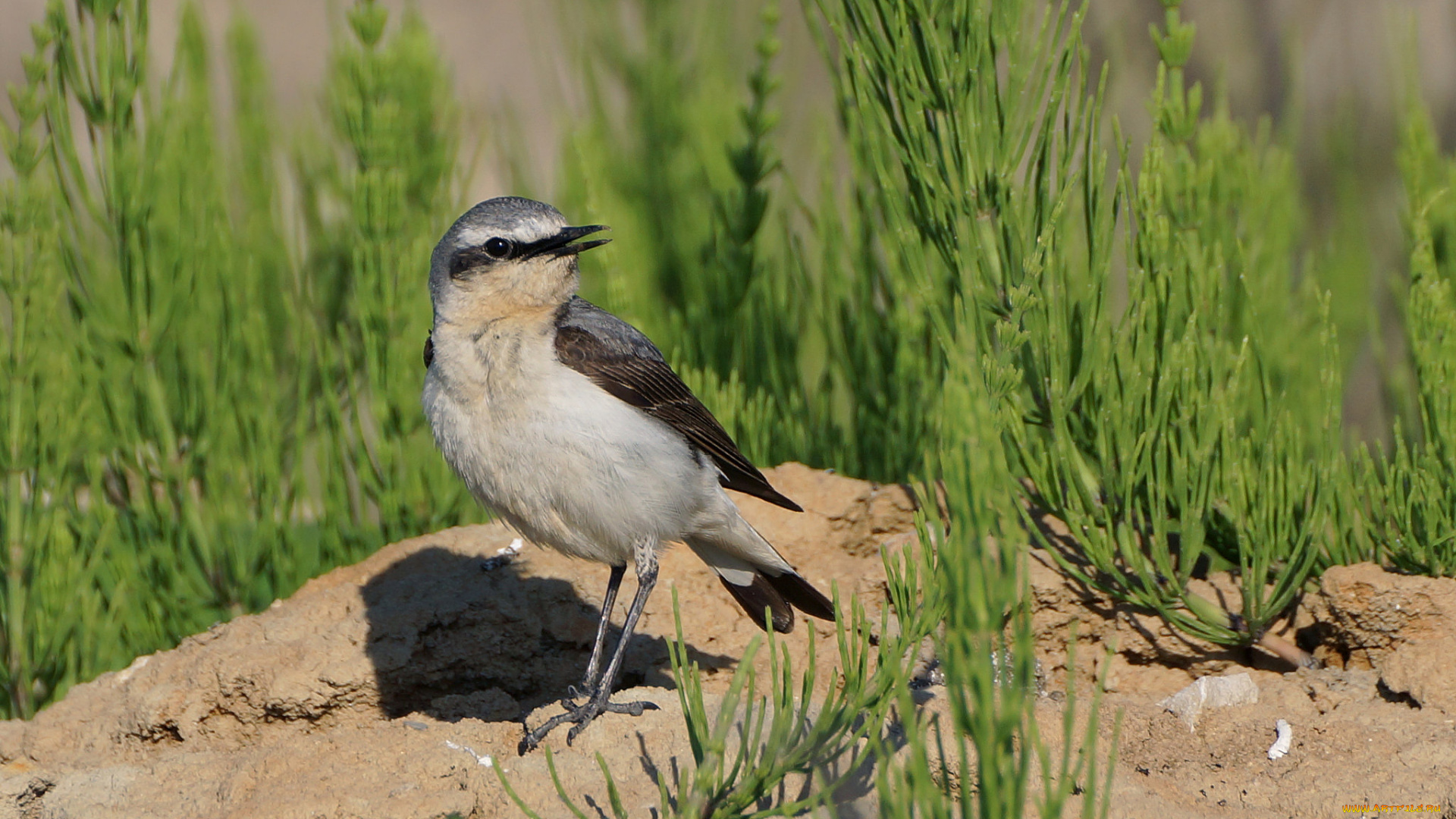 животные, птицы, птичка