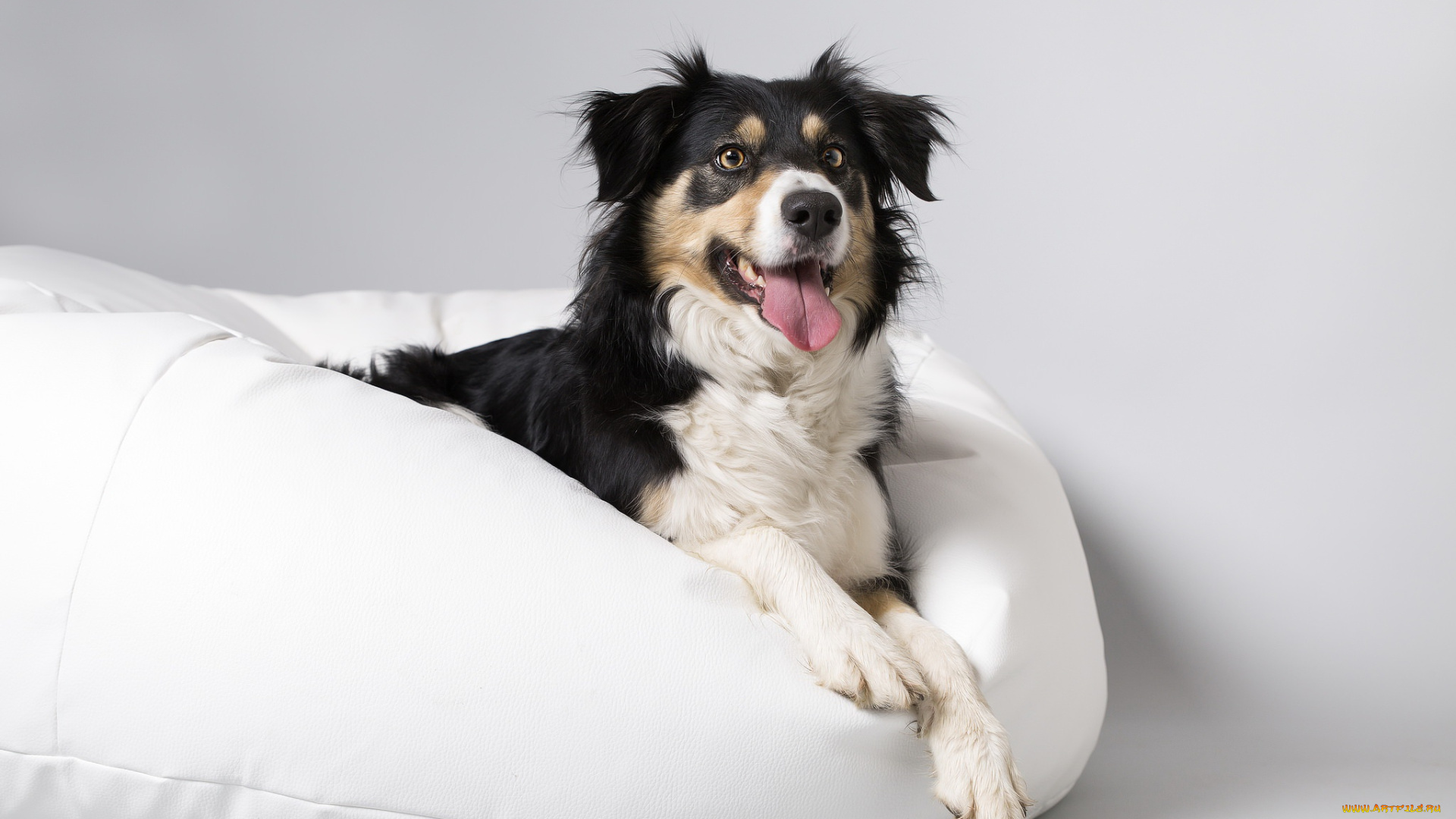 животные, собаки, собака, друг, взгляд