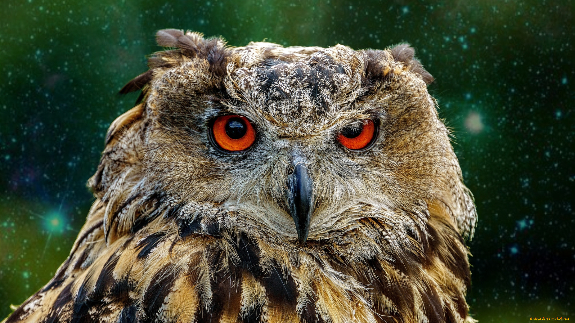 животные, совы, птичка