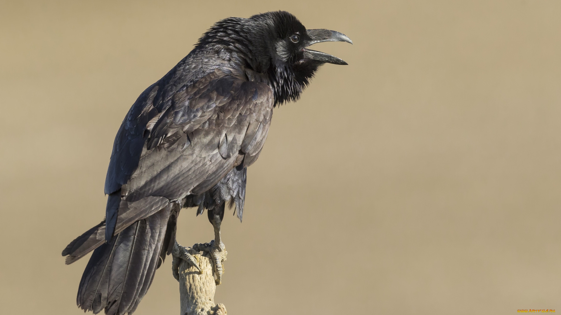 животные, вороны, , грачи, , галки, птичка