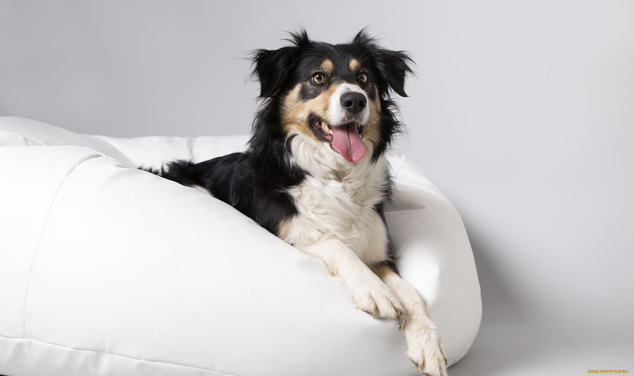 животные, собаки, собака, друг, взгляд