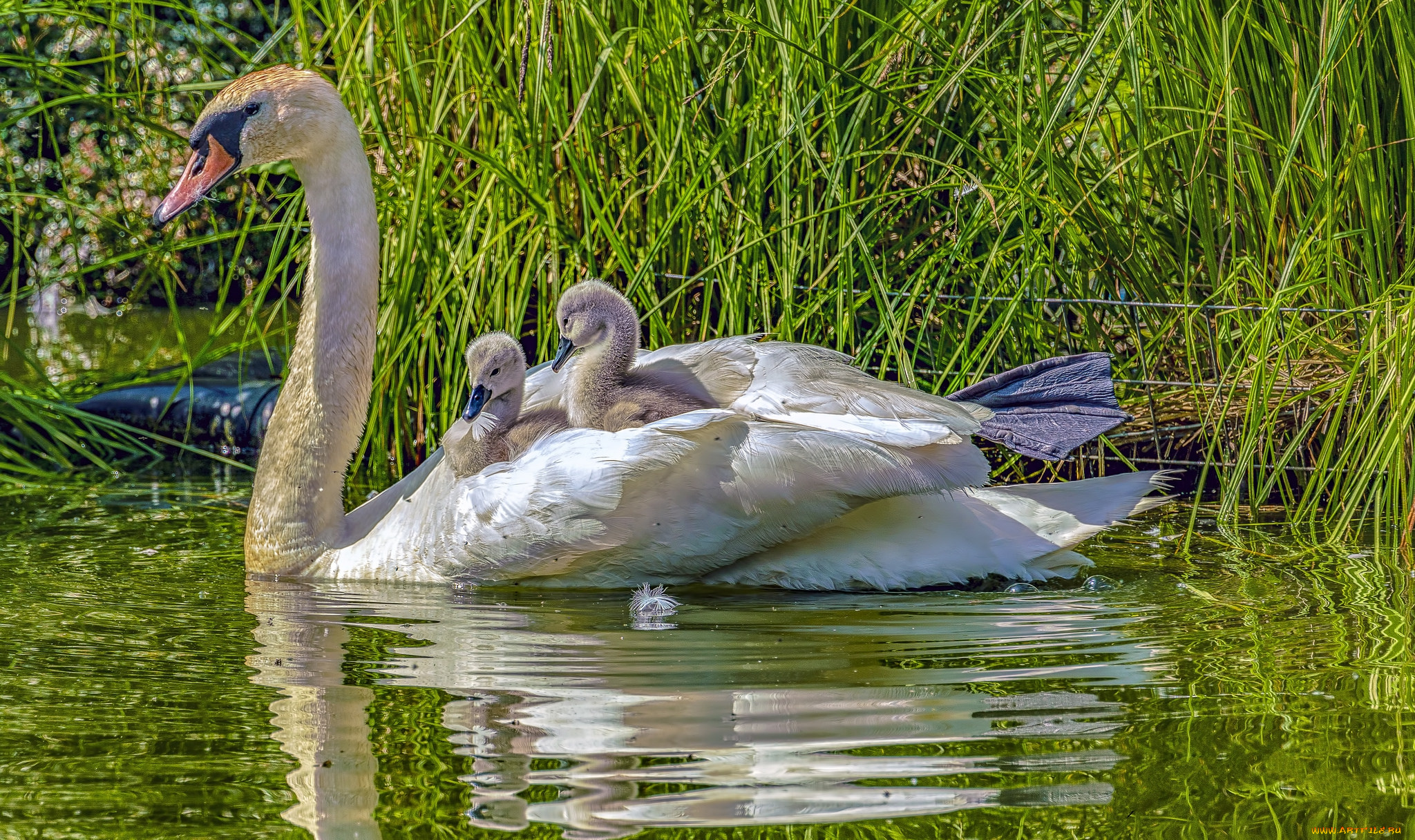 животные, лебеди, птичка