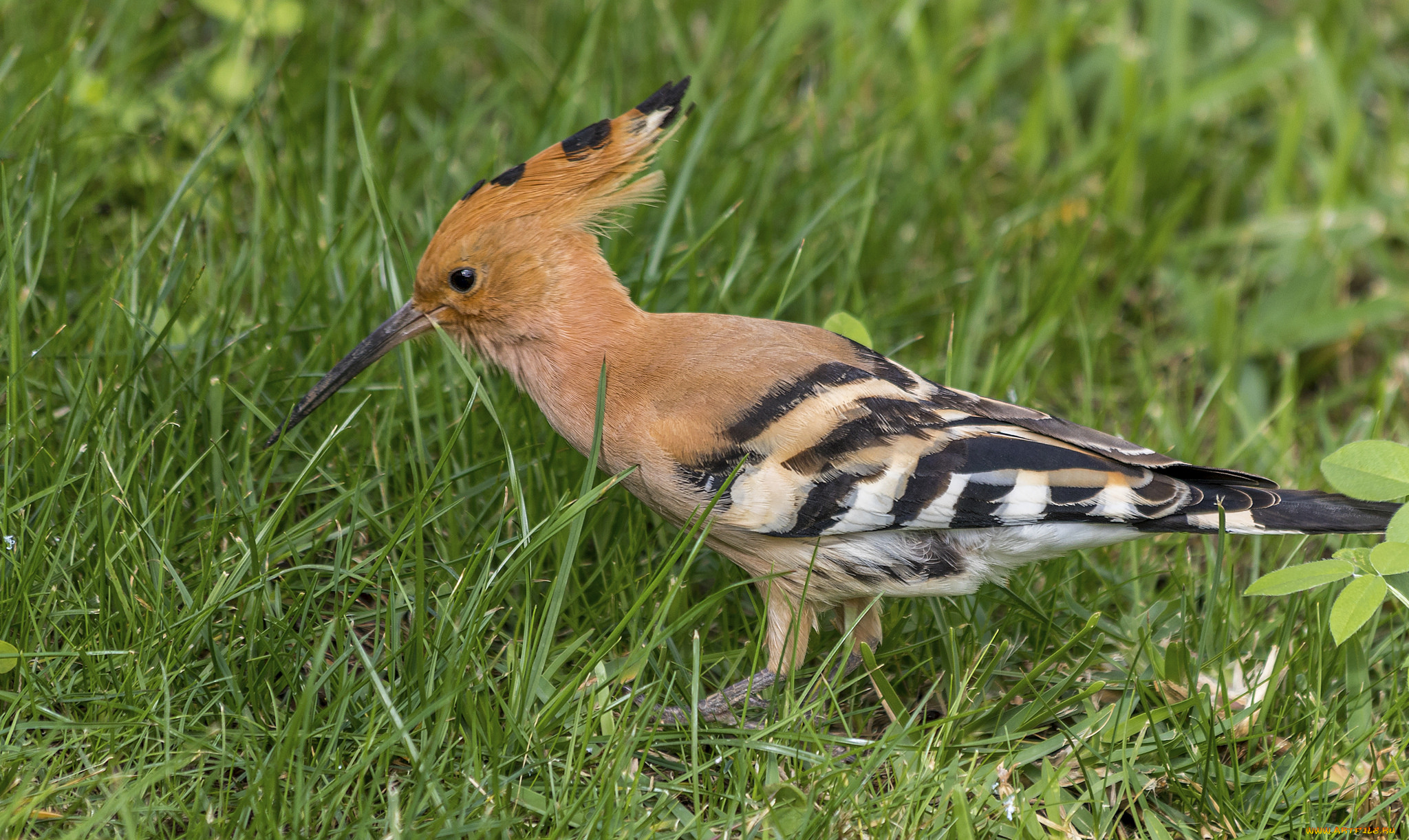 животные, удоды, птичка
