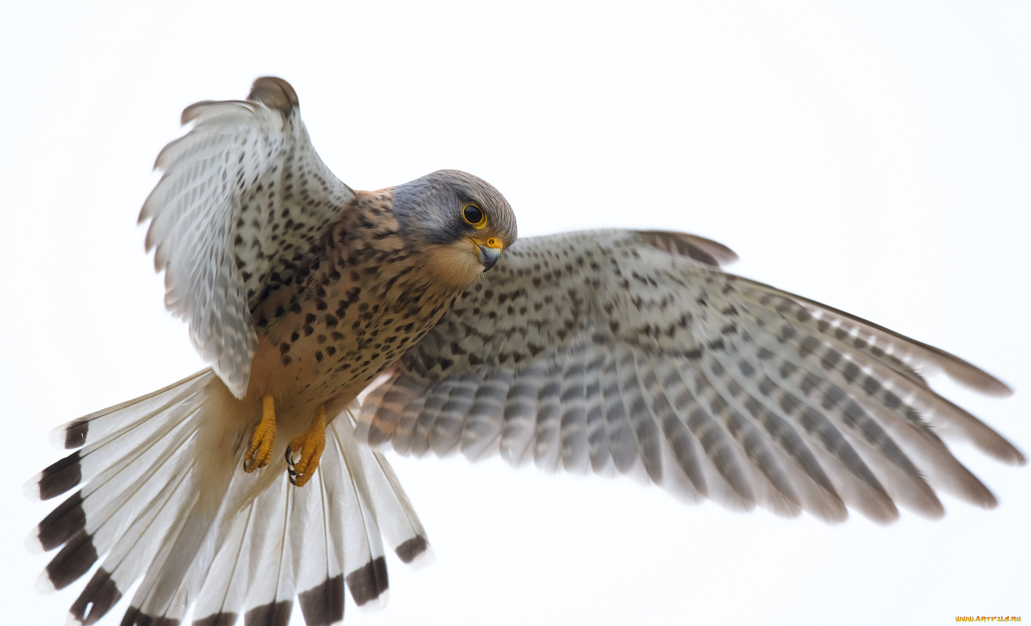 животные, птицы, -, хищники, птичка