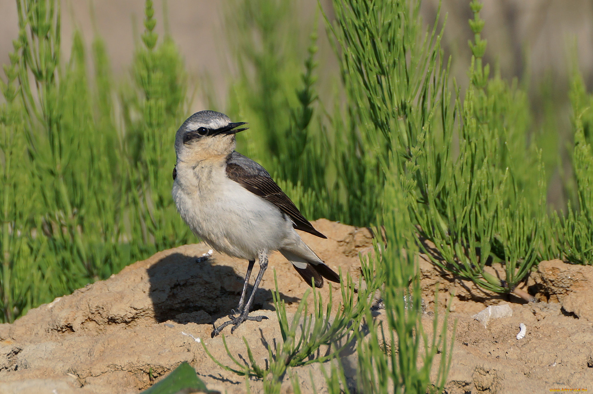 животные, птицы, птичка
