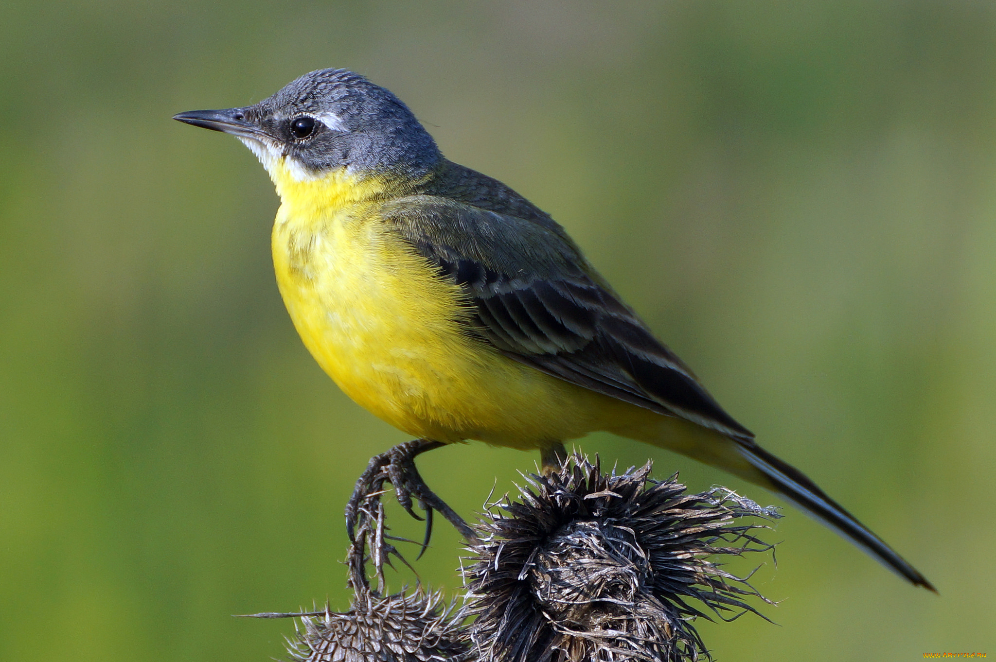 животные, птицы, птичка