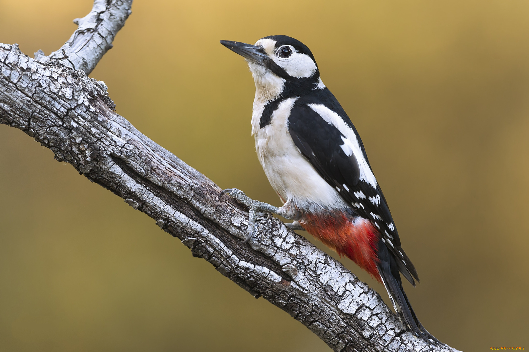 животные, дятлы, птичка
