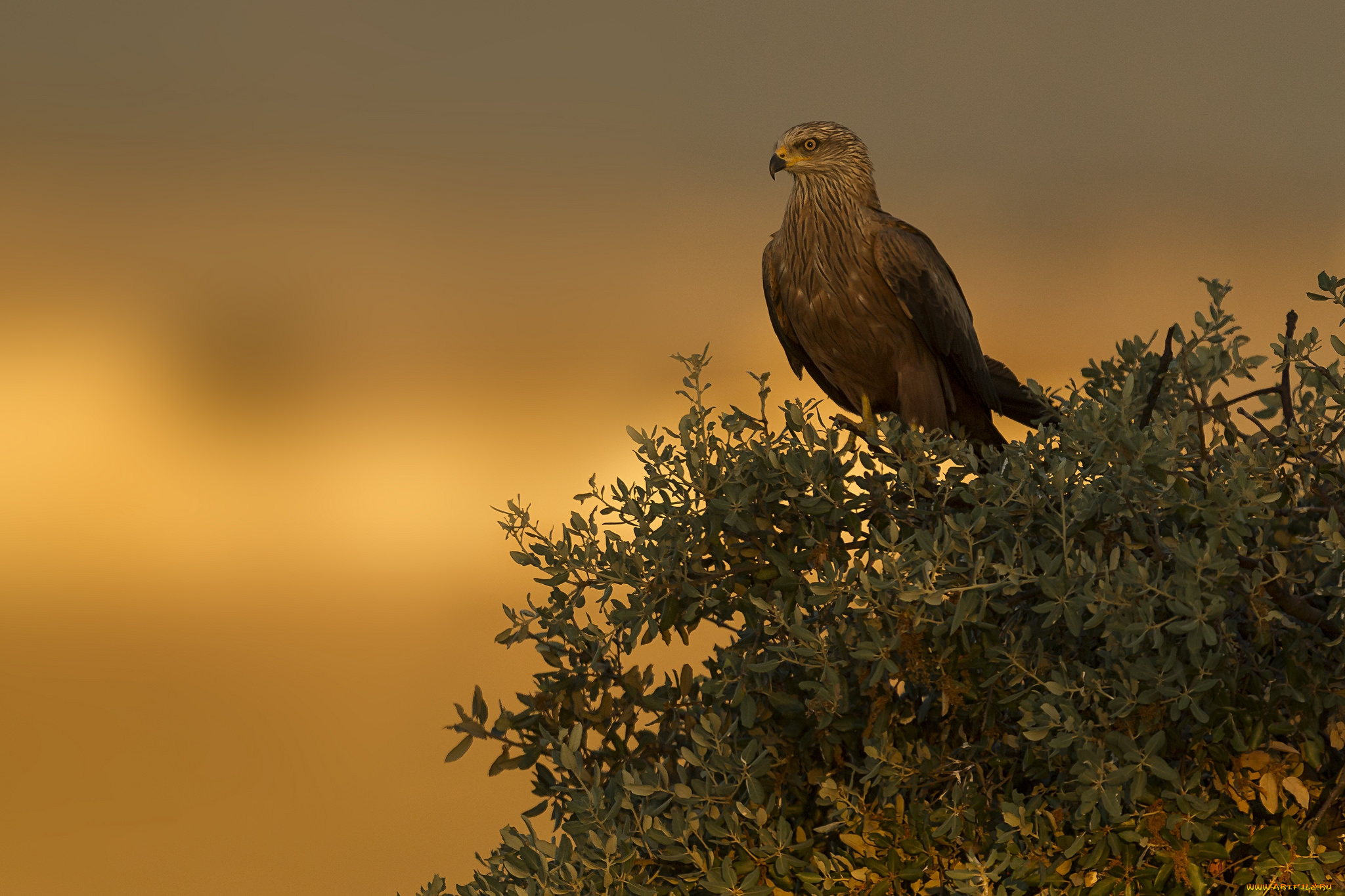 животные, птицы, -, хищники, птичка