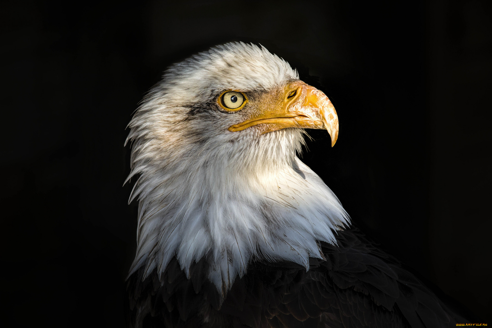 животные, птицы, -, хищники, птичка