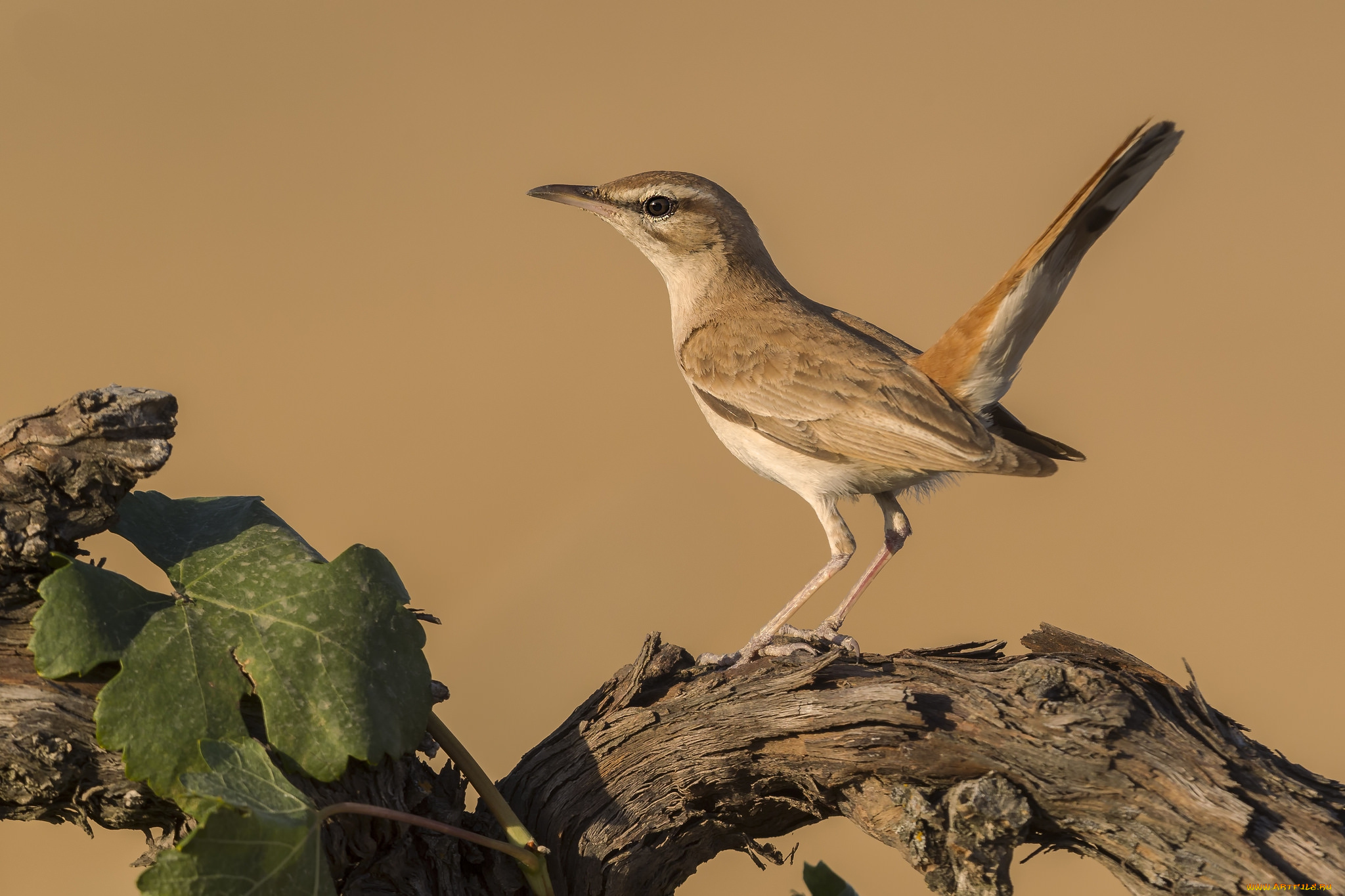 животные, птицы, птичка