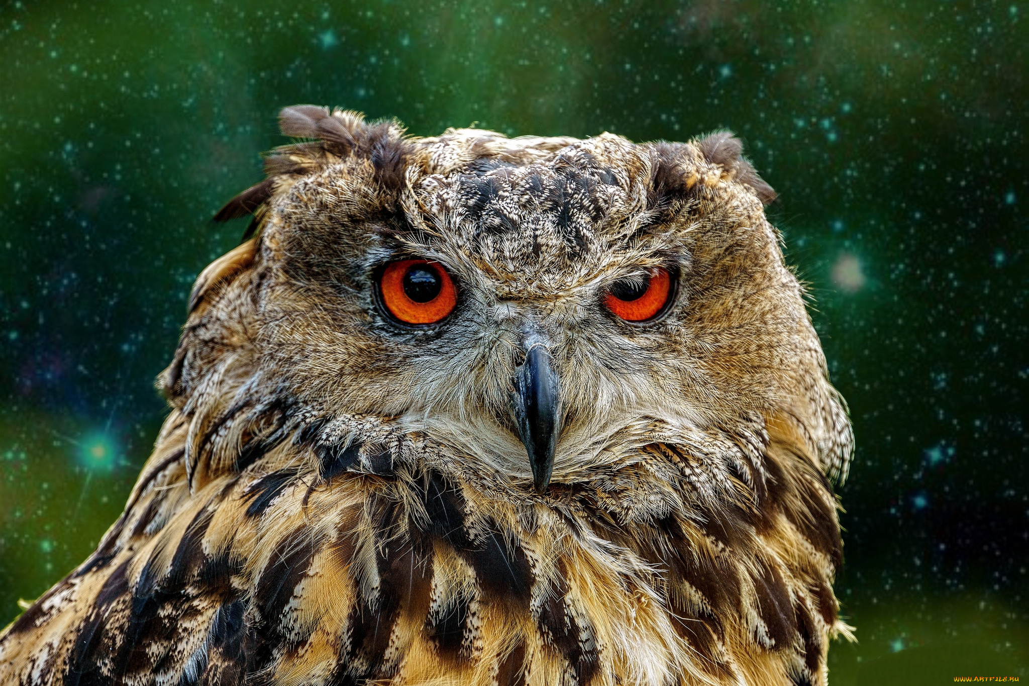 животные, совы, птичка