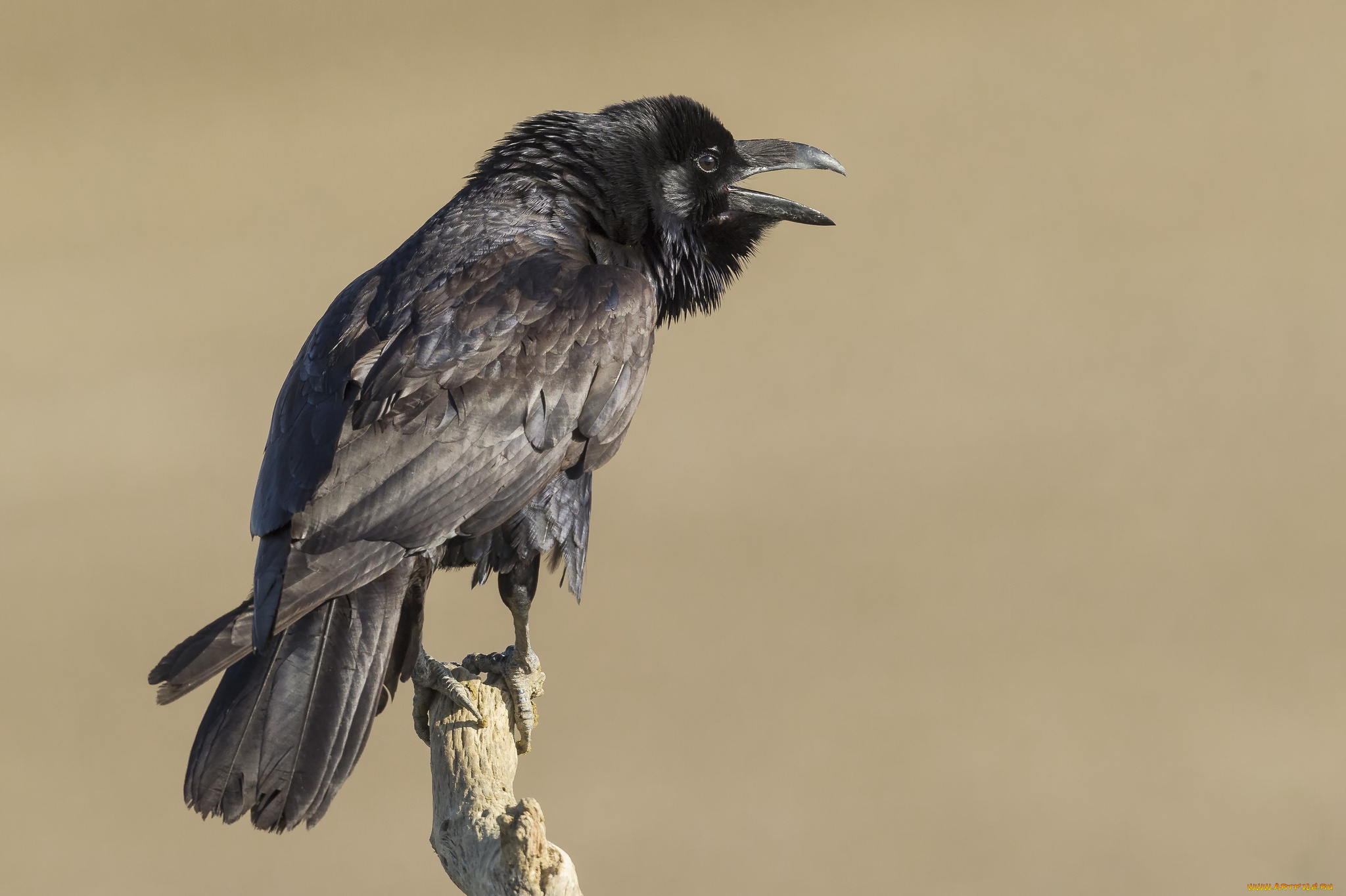 животные, вороны, , грачи, , галки, птичка