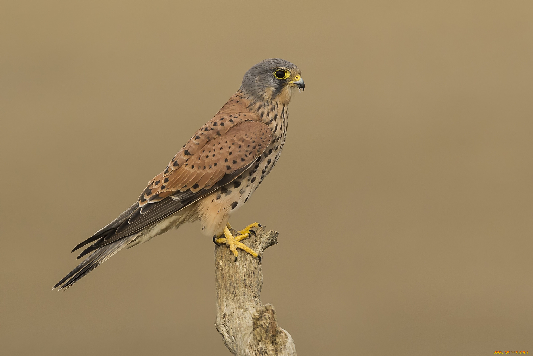 животные, птицы, -, хищники, птичка