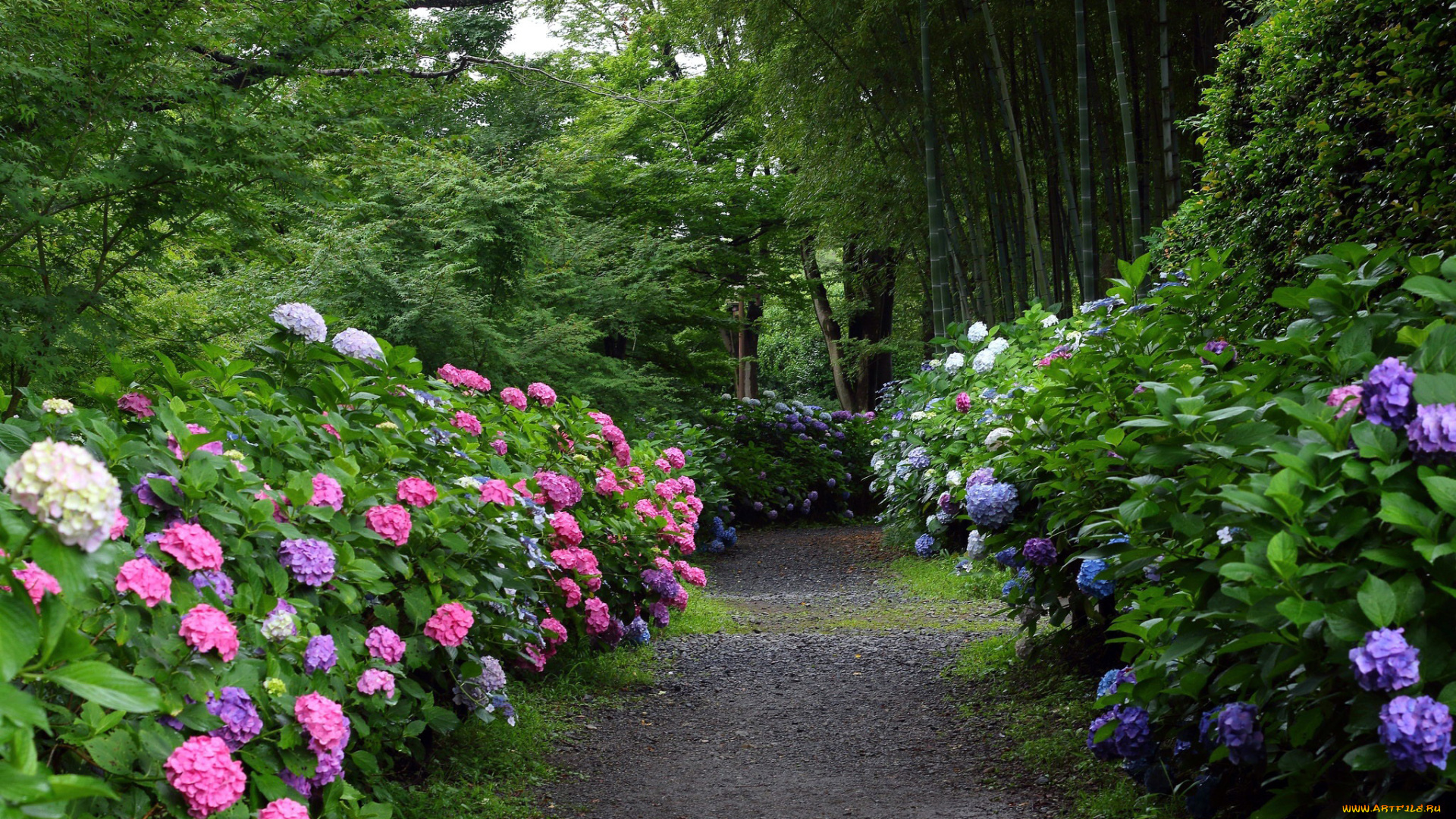 природа, парк, тропинка, гортензии