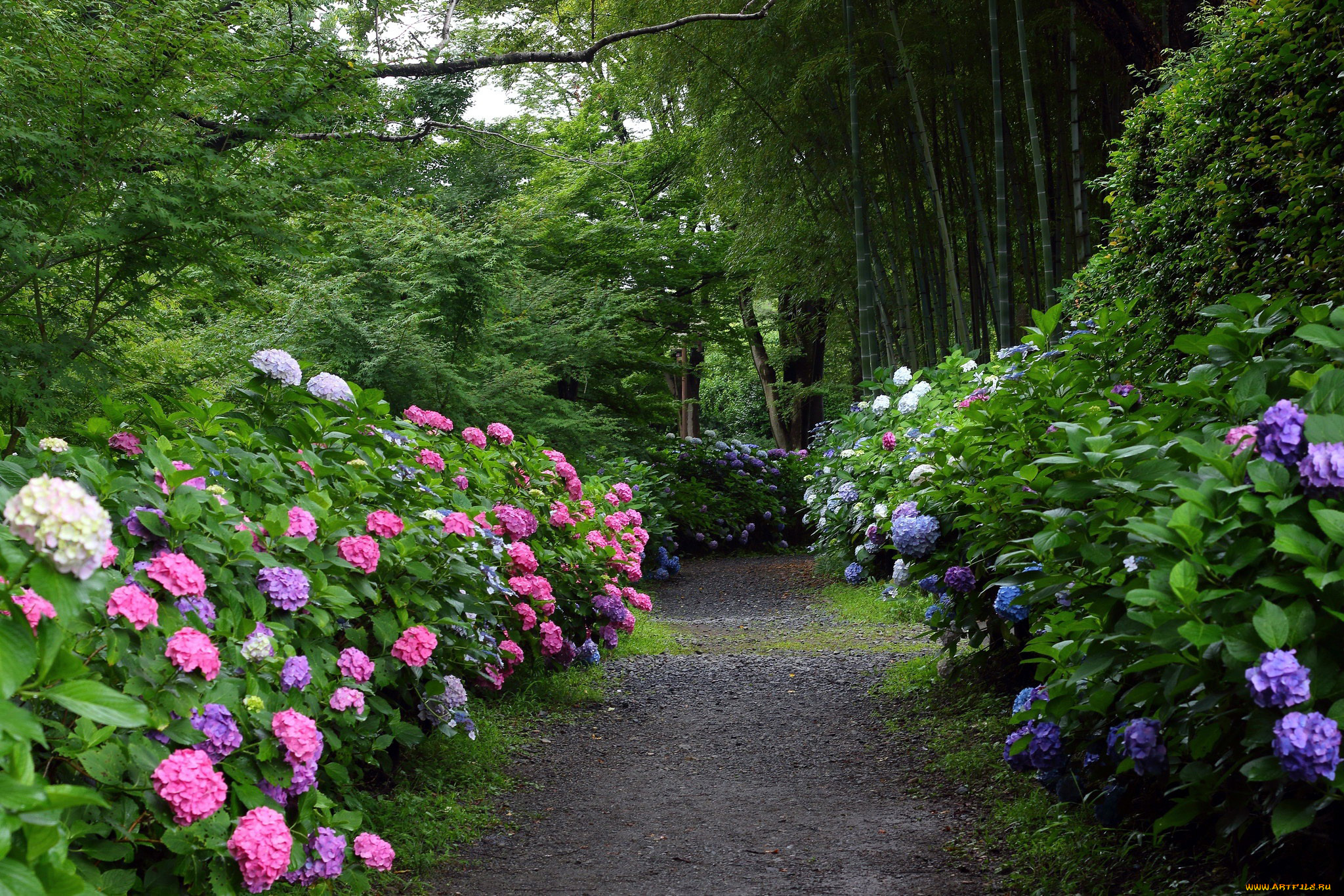 природа, парк, тропинка, гортензии