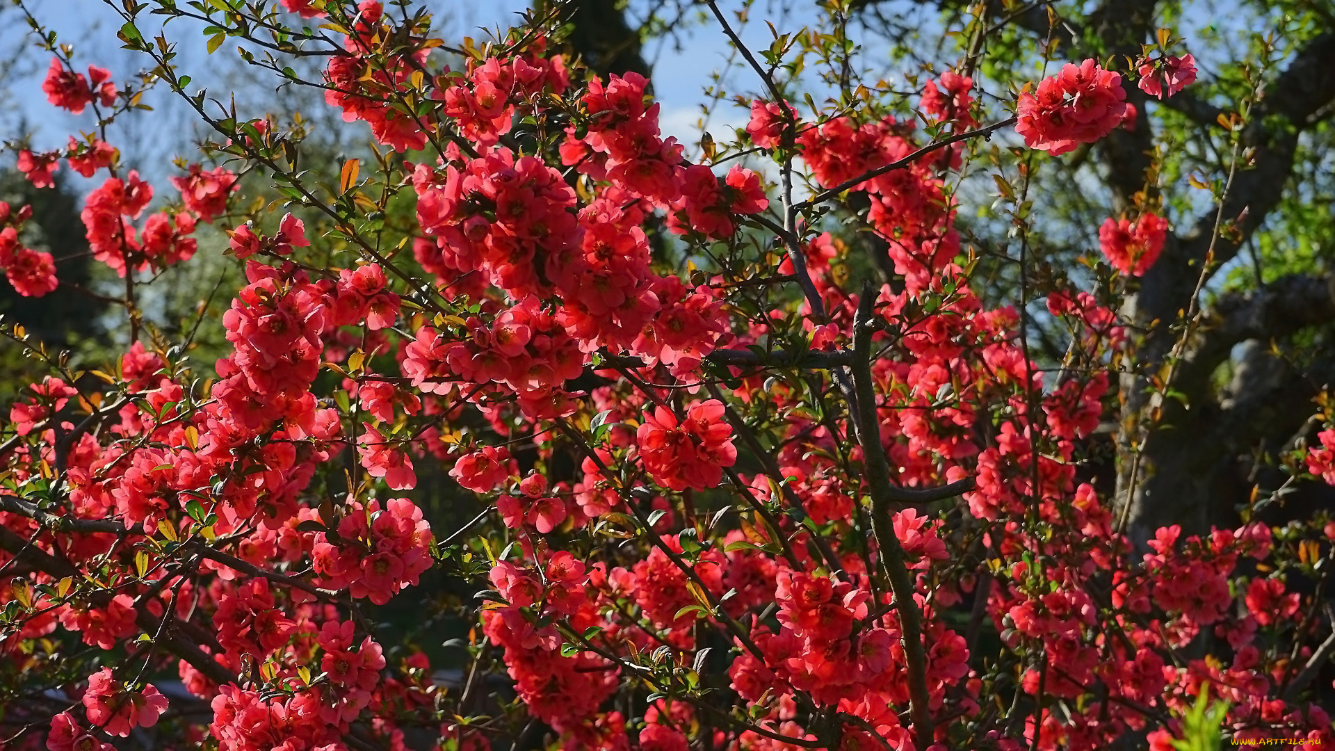 цветы, айва, куст