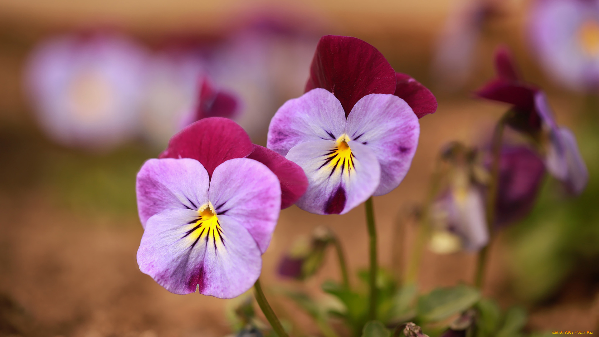 цветы, анютины, глазки, , садовые, фиалки, дуэт