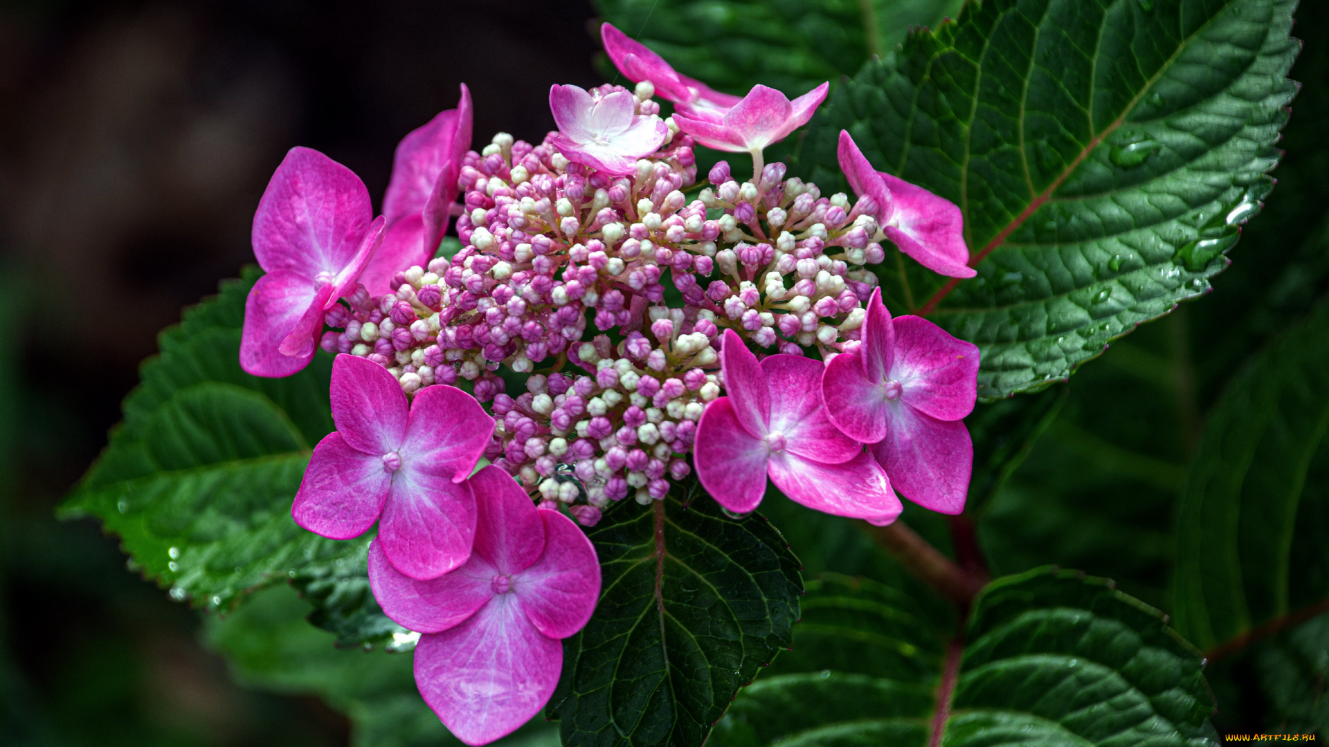 цветы, гортензия, розовая, бутоны