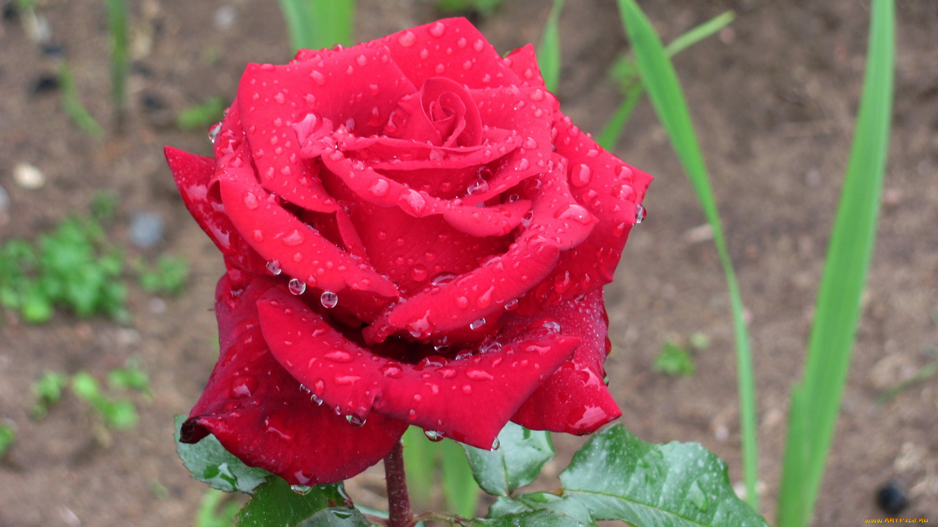 цветы, розы, капли, роза, макро