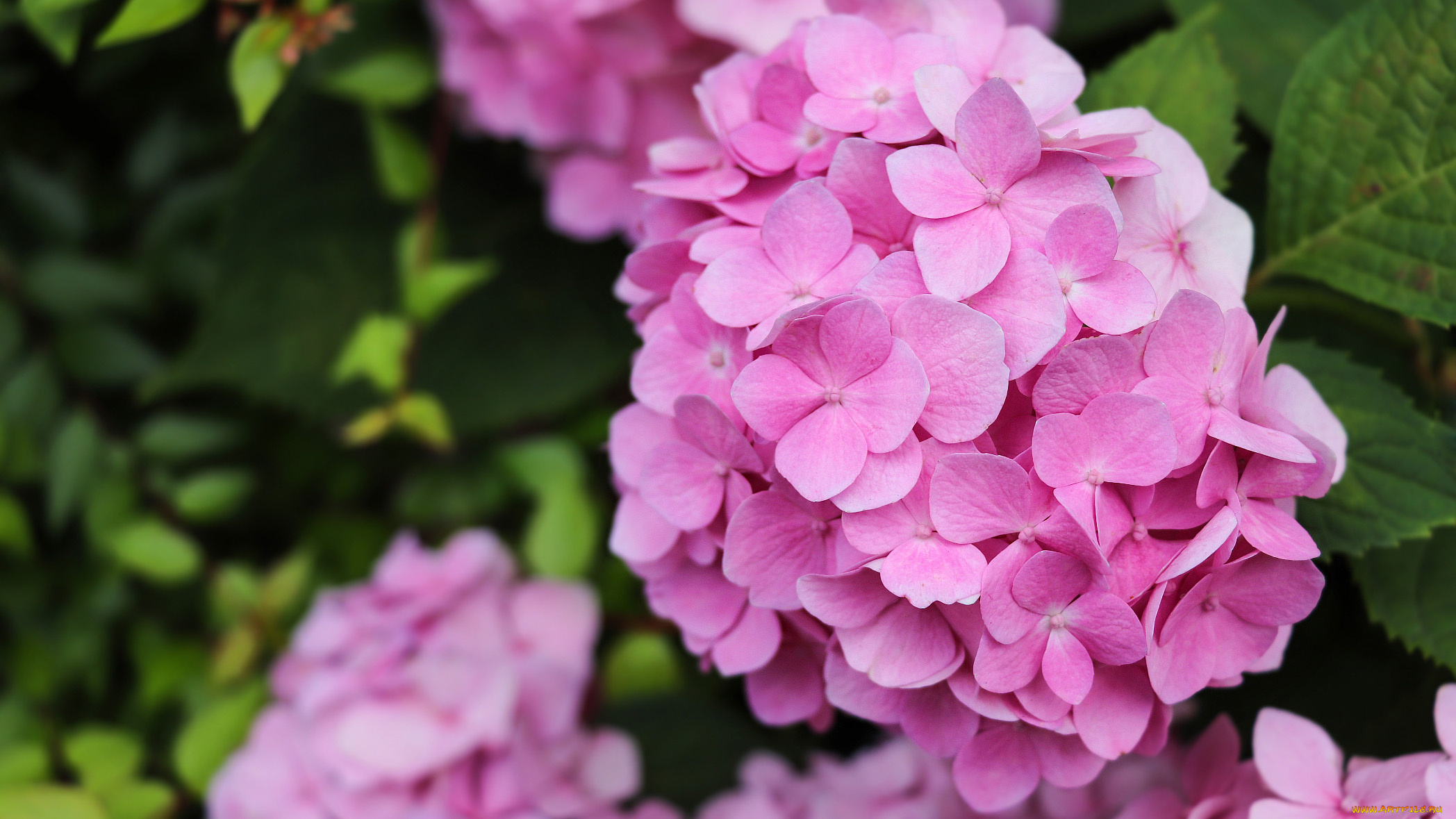 цветы, гортензия, розовая, куст