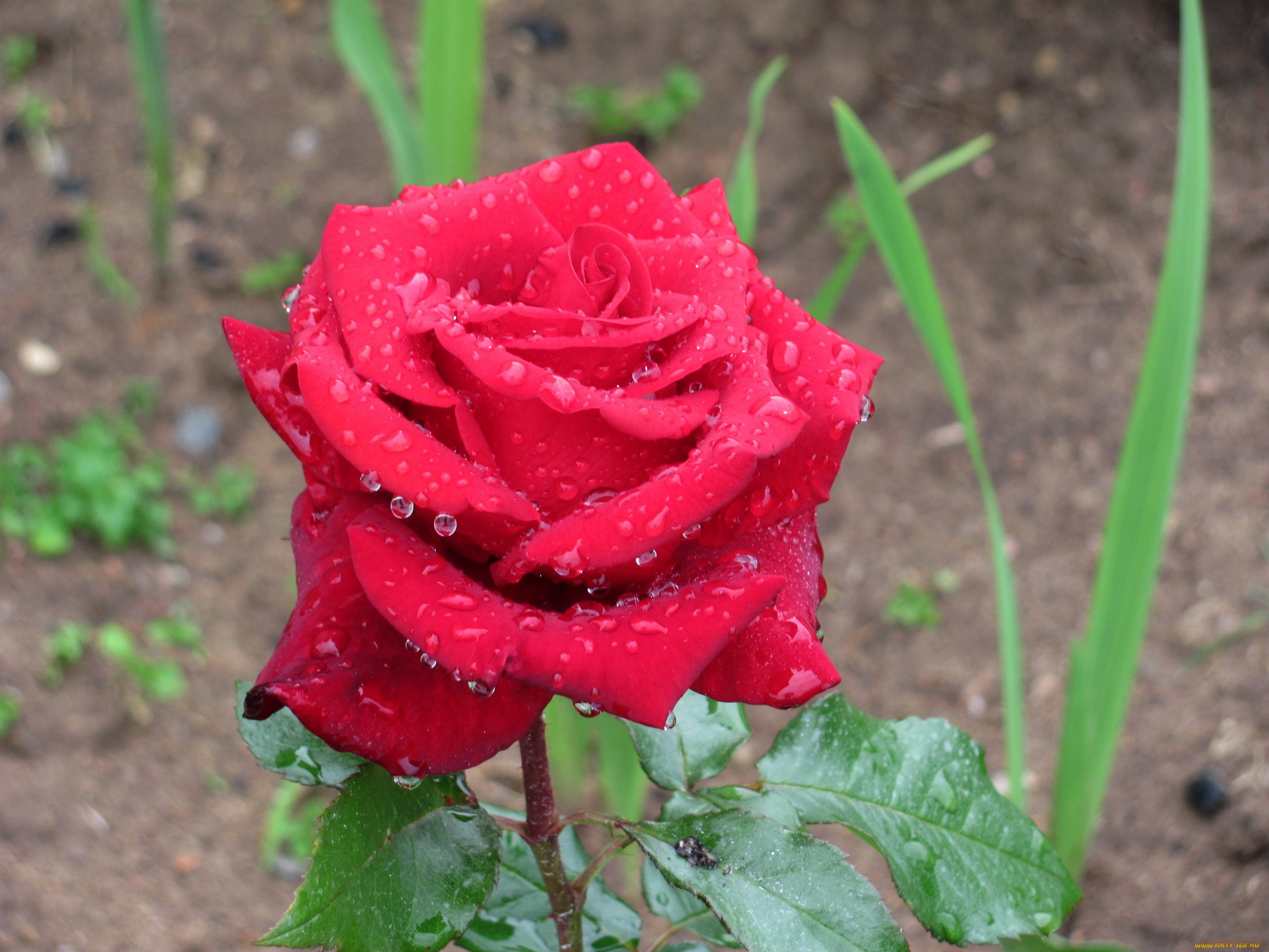 цветы, розы, капли, роза, макро