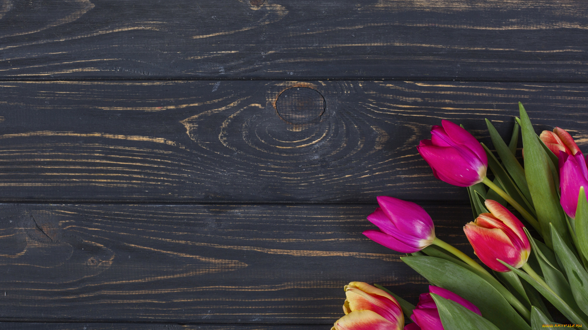 цветы, тюльпаны