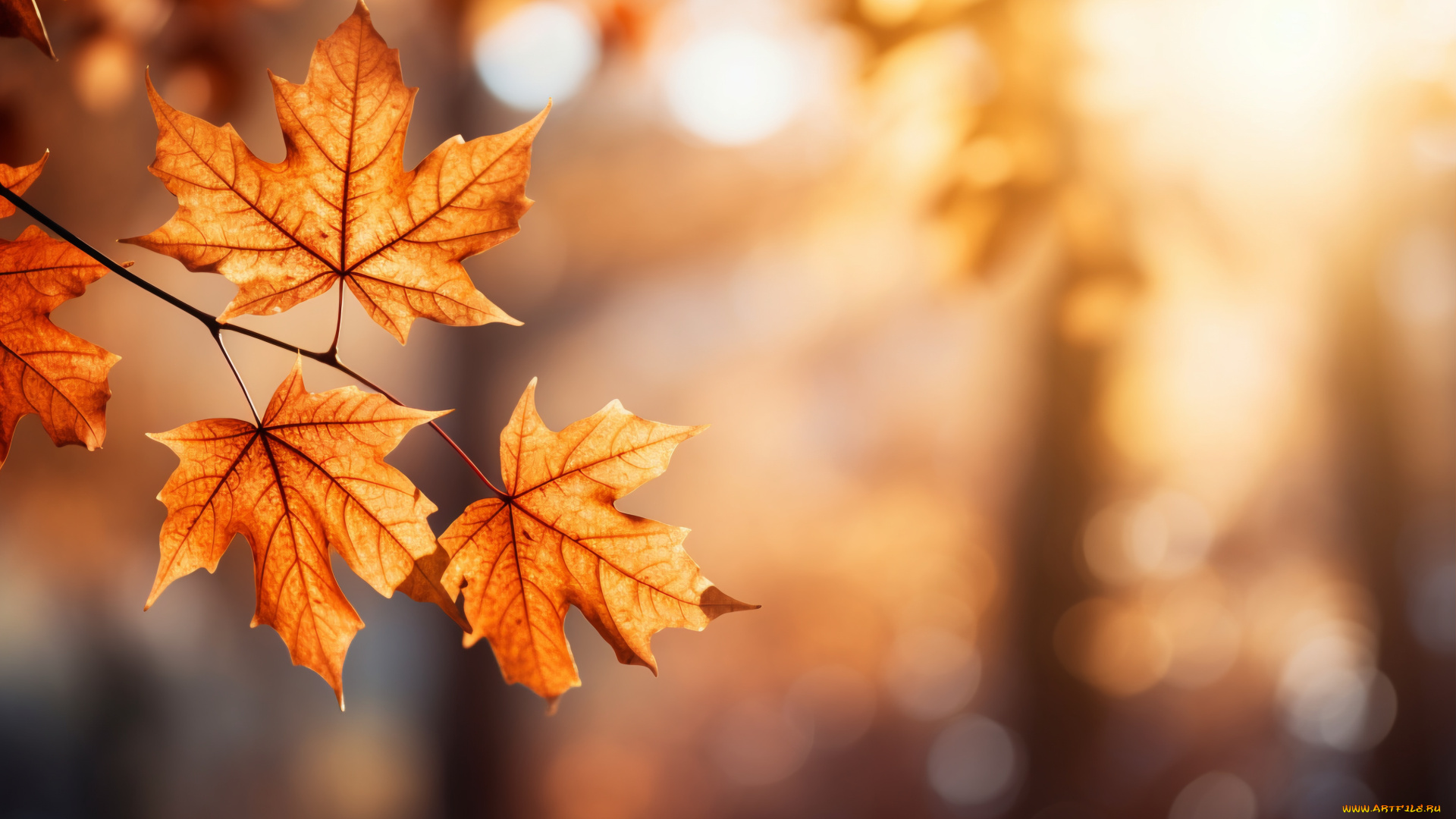 разное, компьютерный, дизайн, листья