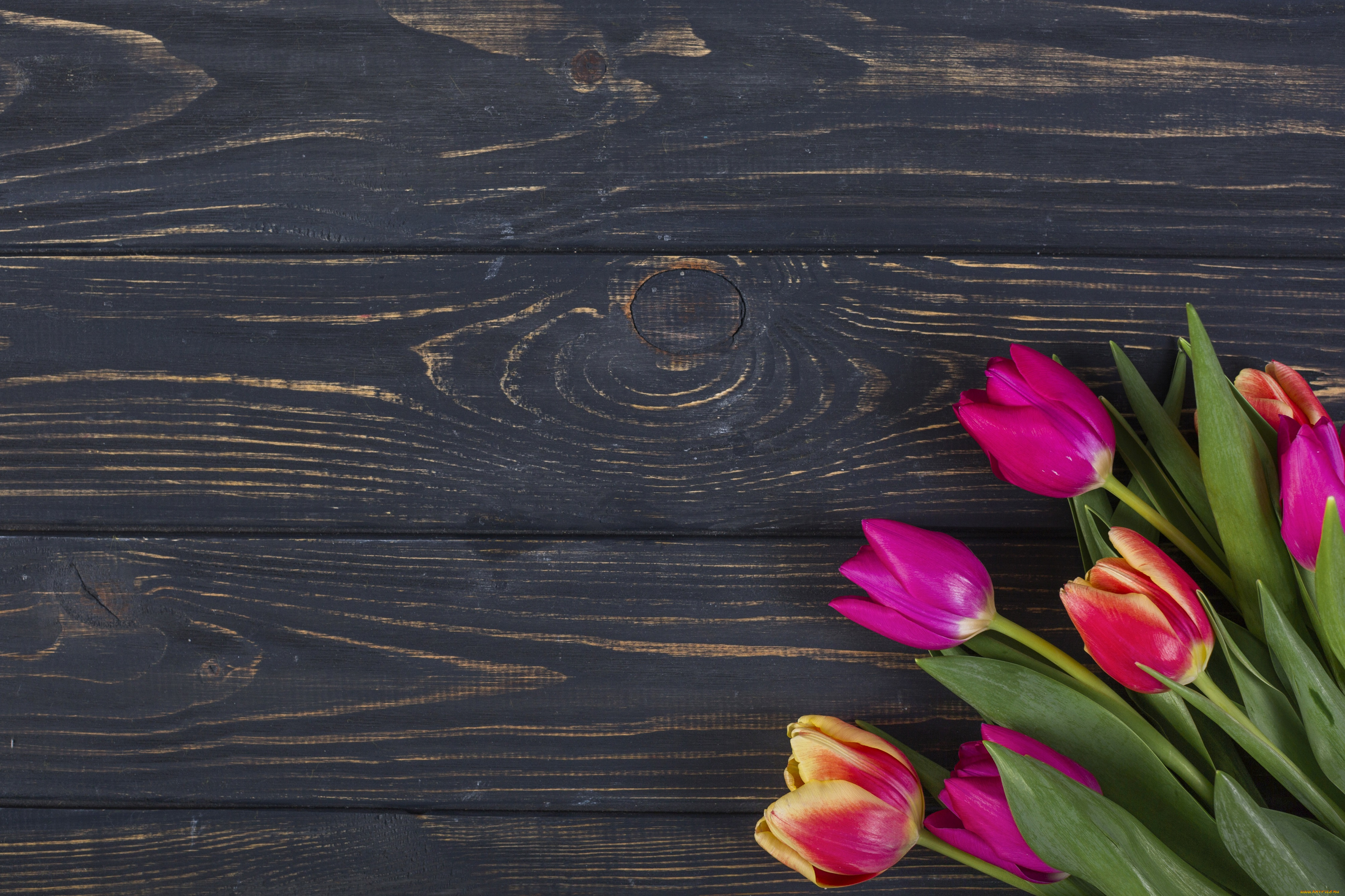 цветы, тюльпаны