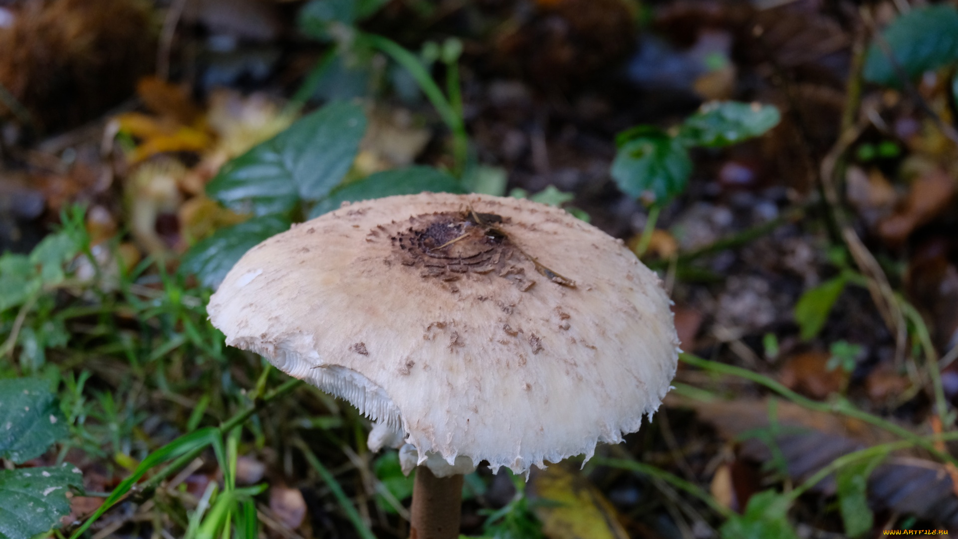 природа, грибы, зонтик